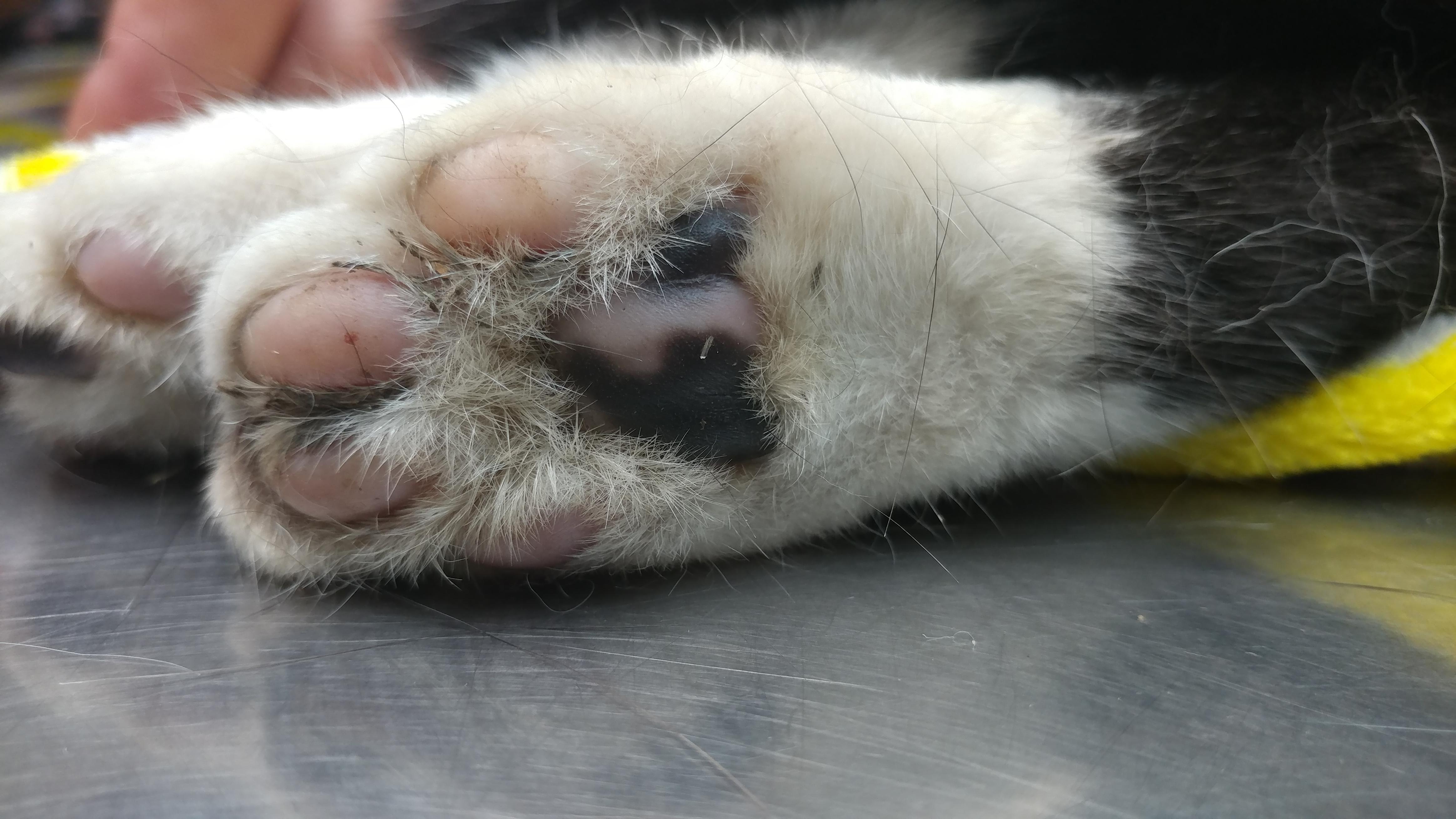 Morris' beans in his last moments. Rip Morris r/jellybeantoes
