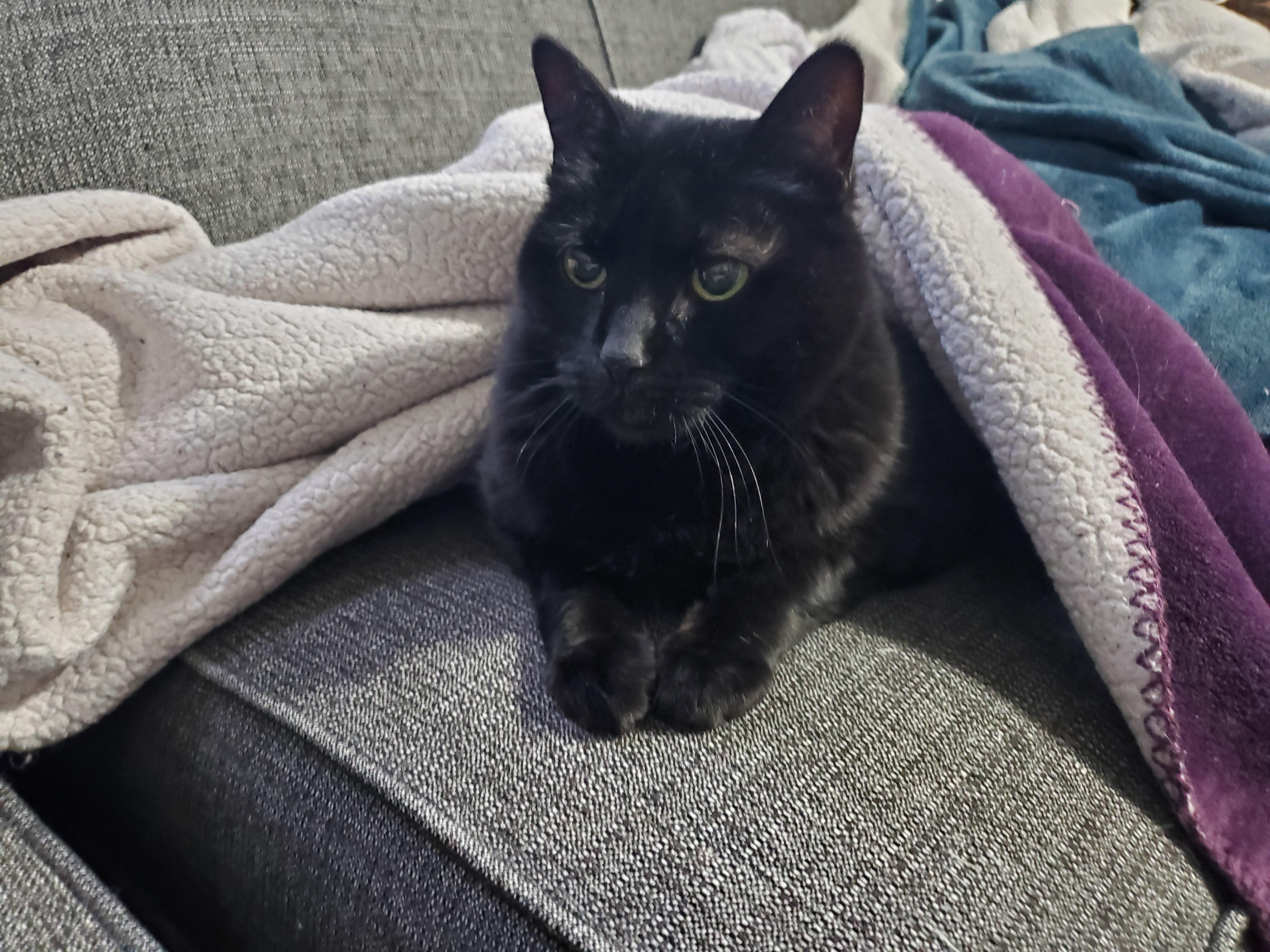 Proper black cat under blanket r/blackcats