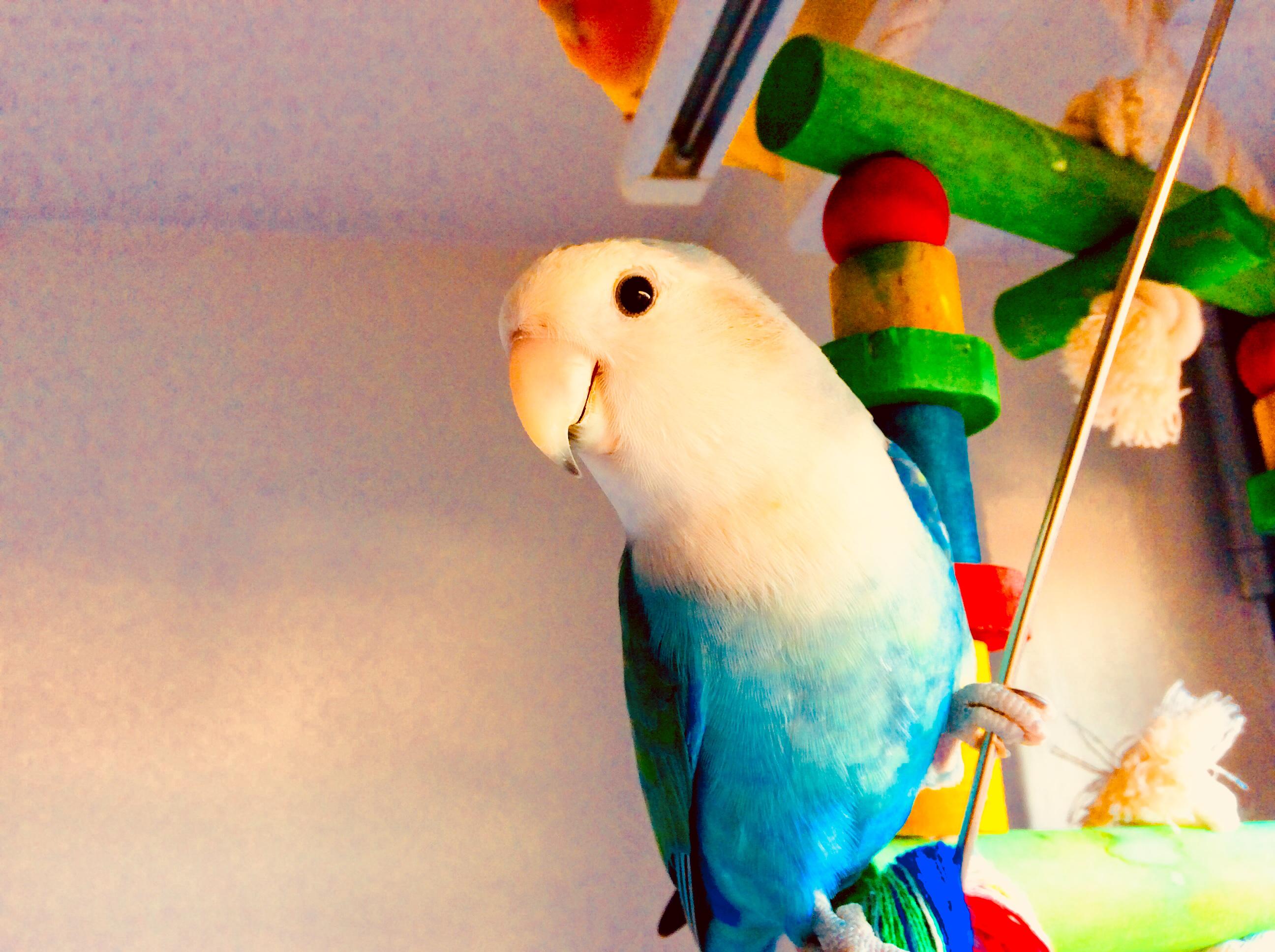 Blu the lovebird!!🥰 r/parrots