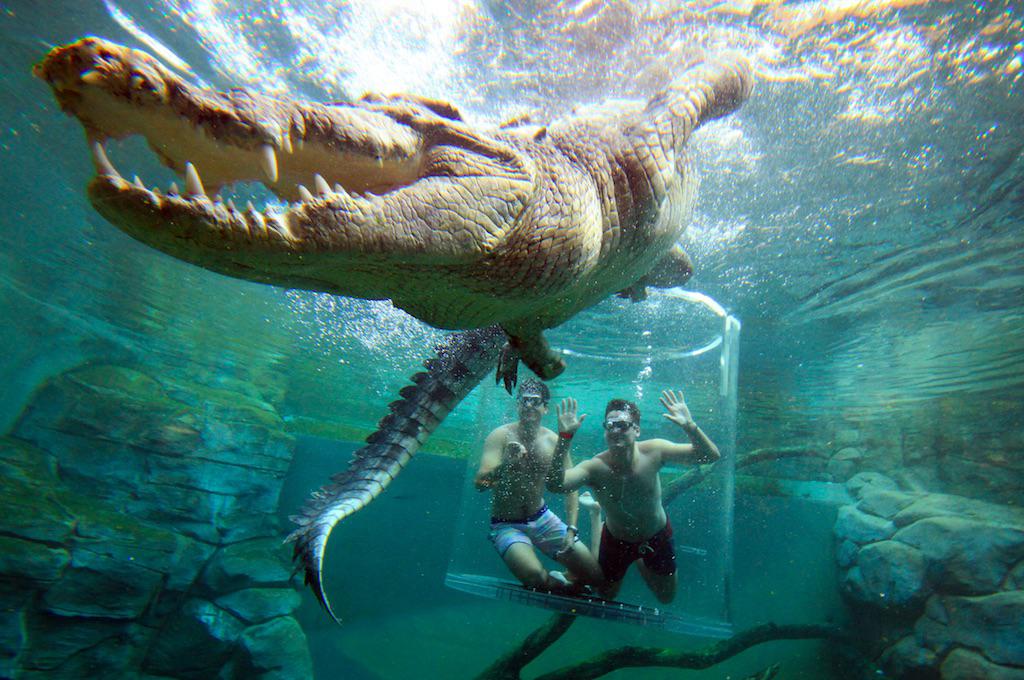 Swimming with alligators at your own risk in Australia! r/Damnthatsinteresting
