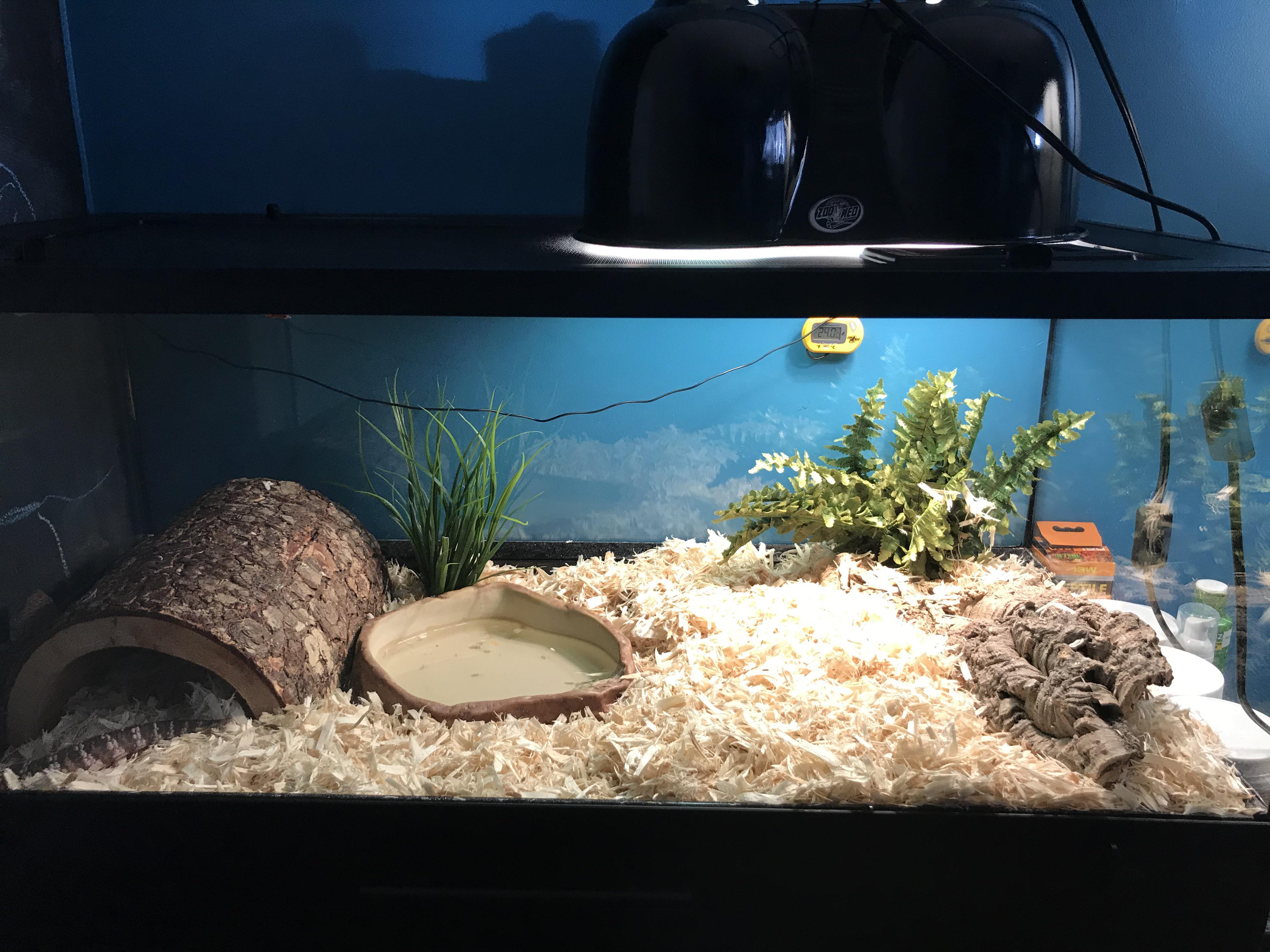 Is this a good northern blue tongue skink setup and what should I add