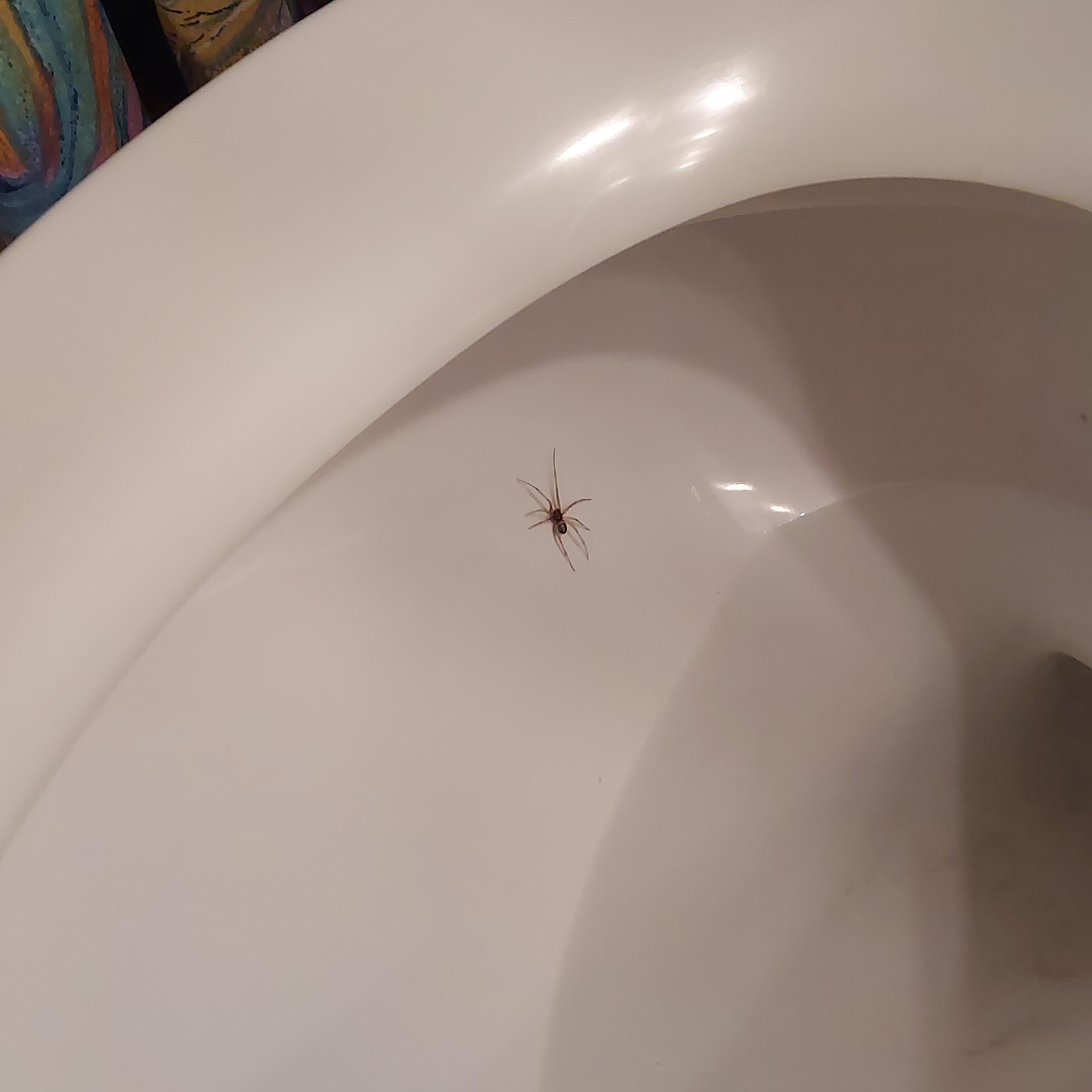 There is a spider in my toilet and now i am afraid r/spiders