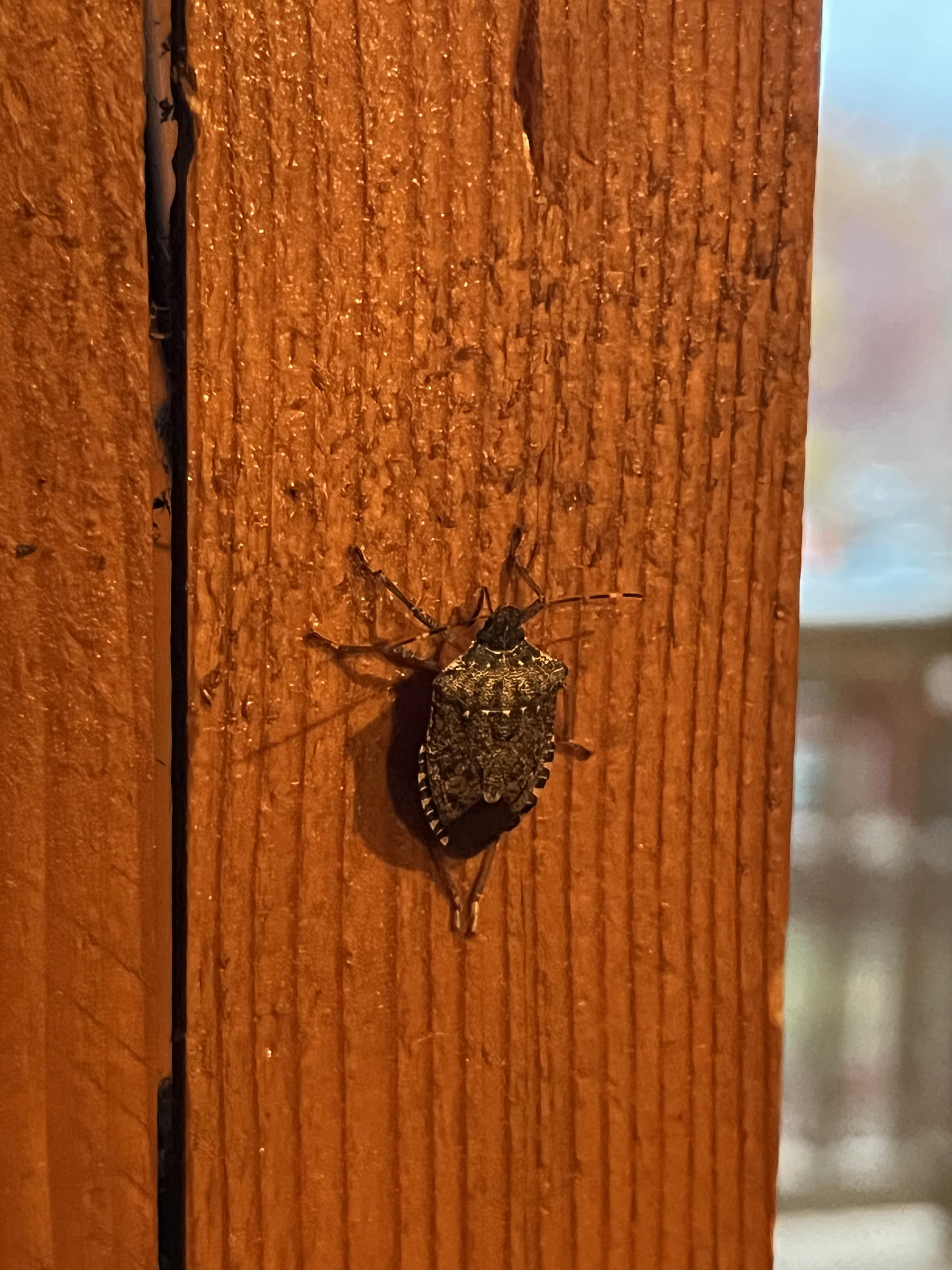 Luray, VA r/whatisthisbug