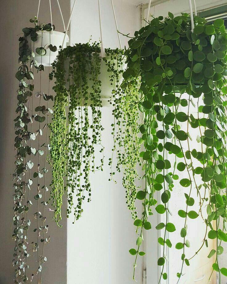 What are your favorite hanging plants? Are the string of hearts worth