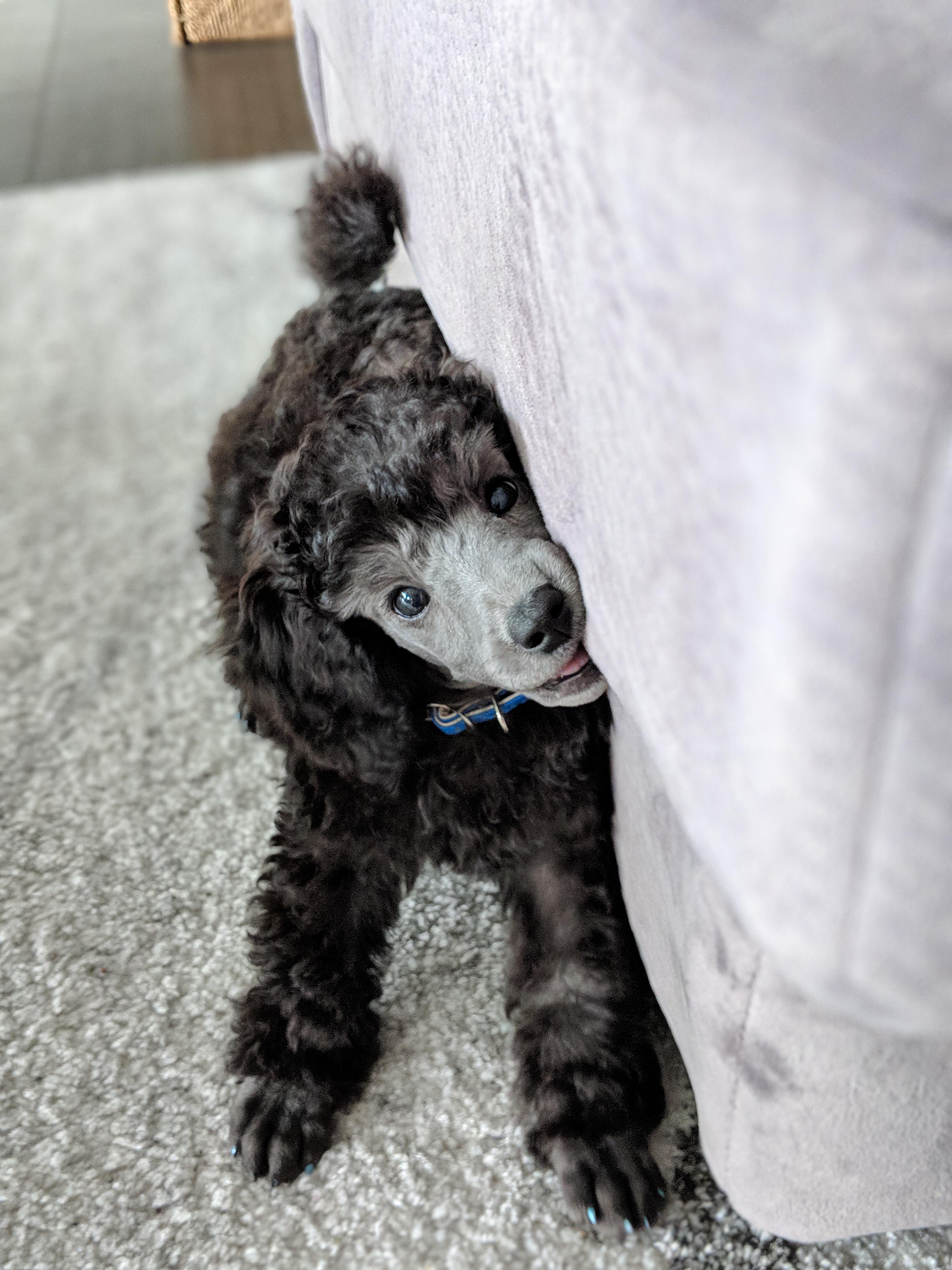 Take away my toy for a picture? Ok. I bite dis instead r/aww