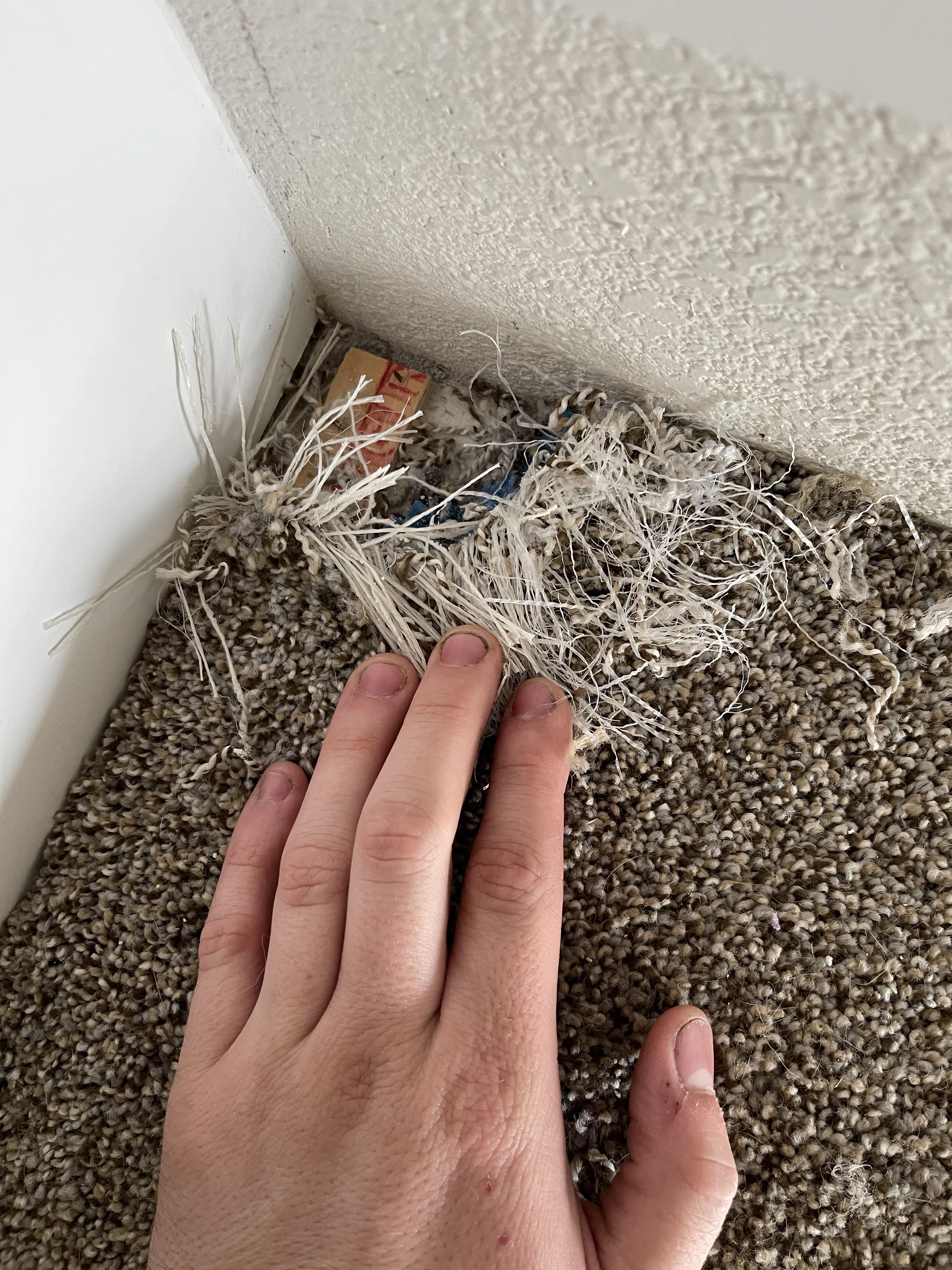 How to replace chunk of carpet the dog ripped up. I do have couple