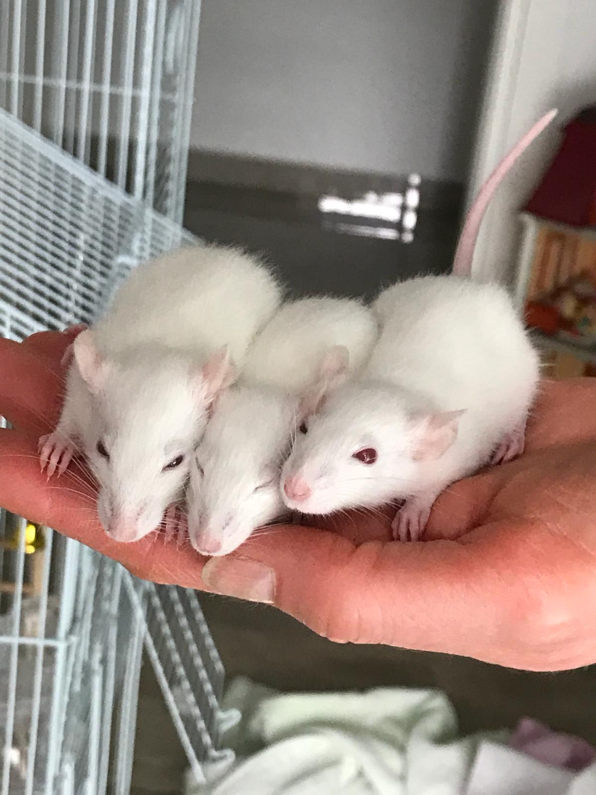 Super cute adopted lab rats! r/aww