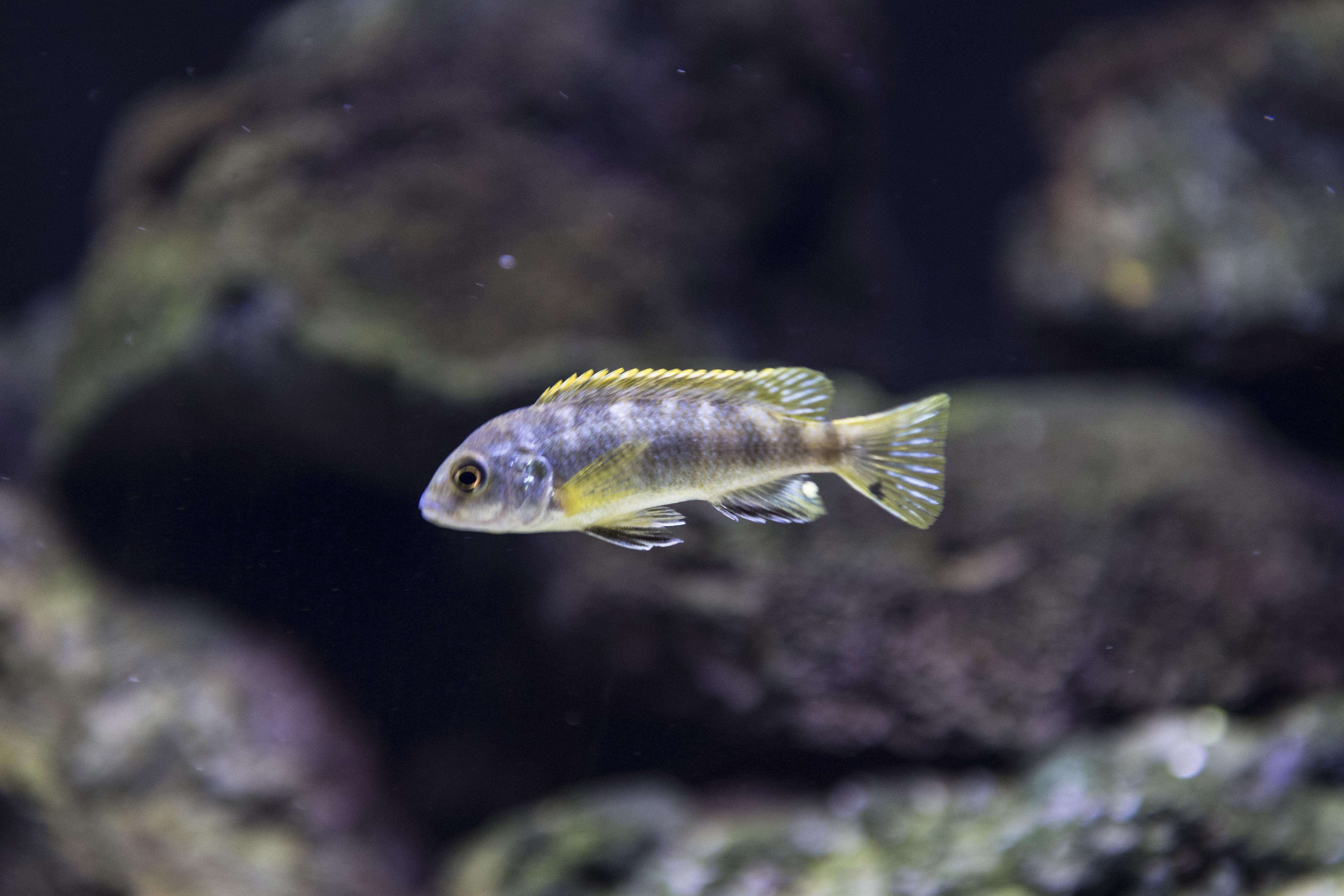 Sunken Belly Options Cichlid
