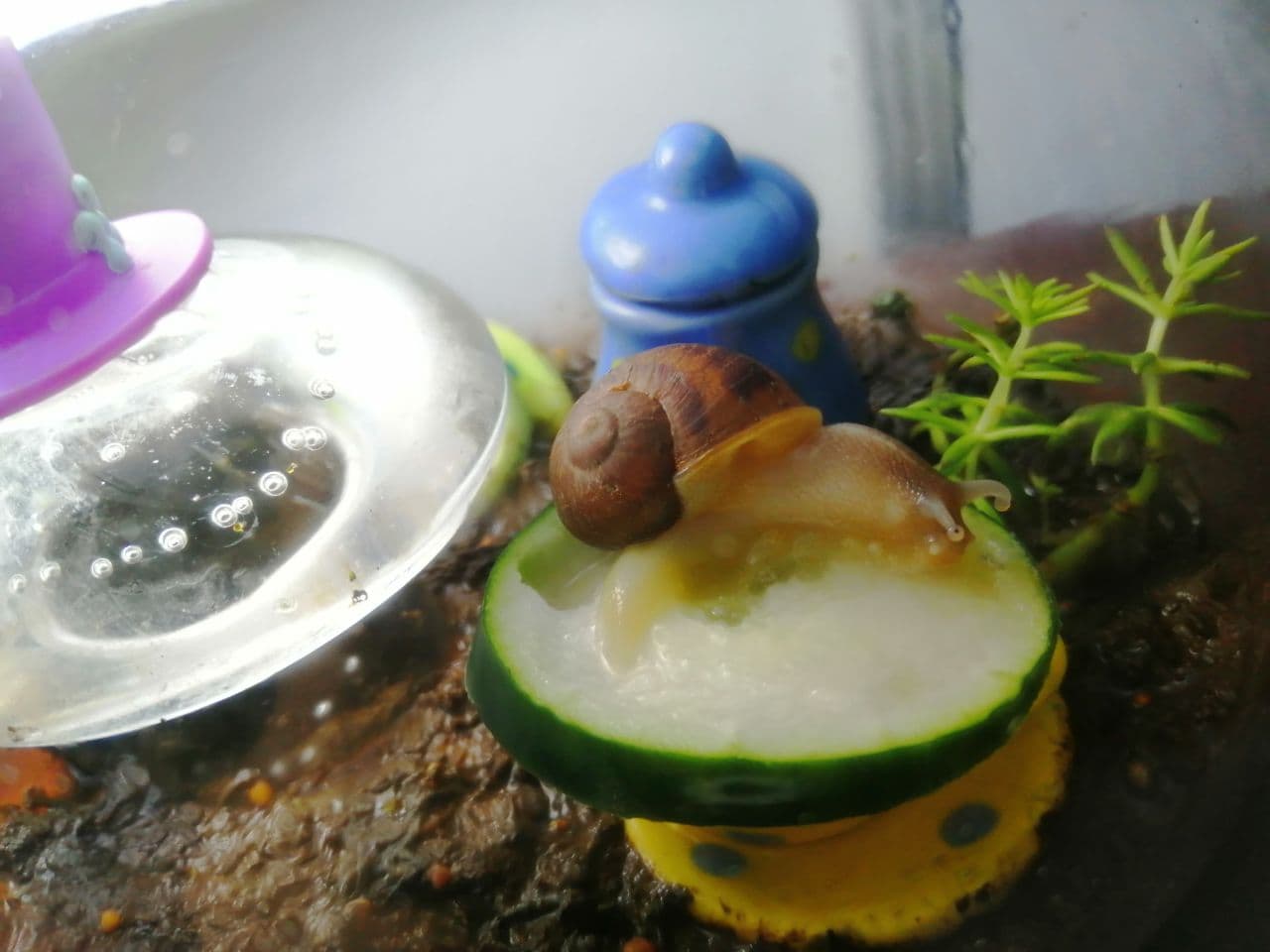 Can snails have food coma? he ate a bunch of cucumber and then looks