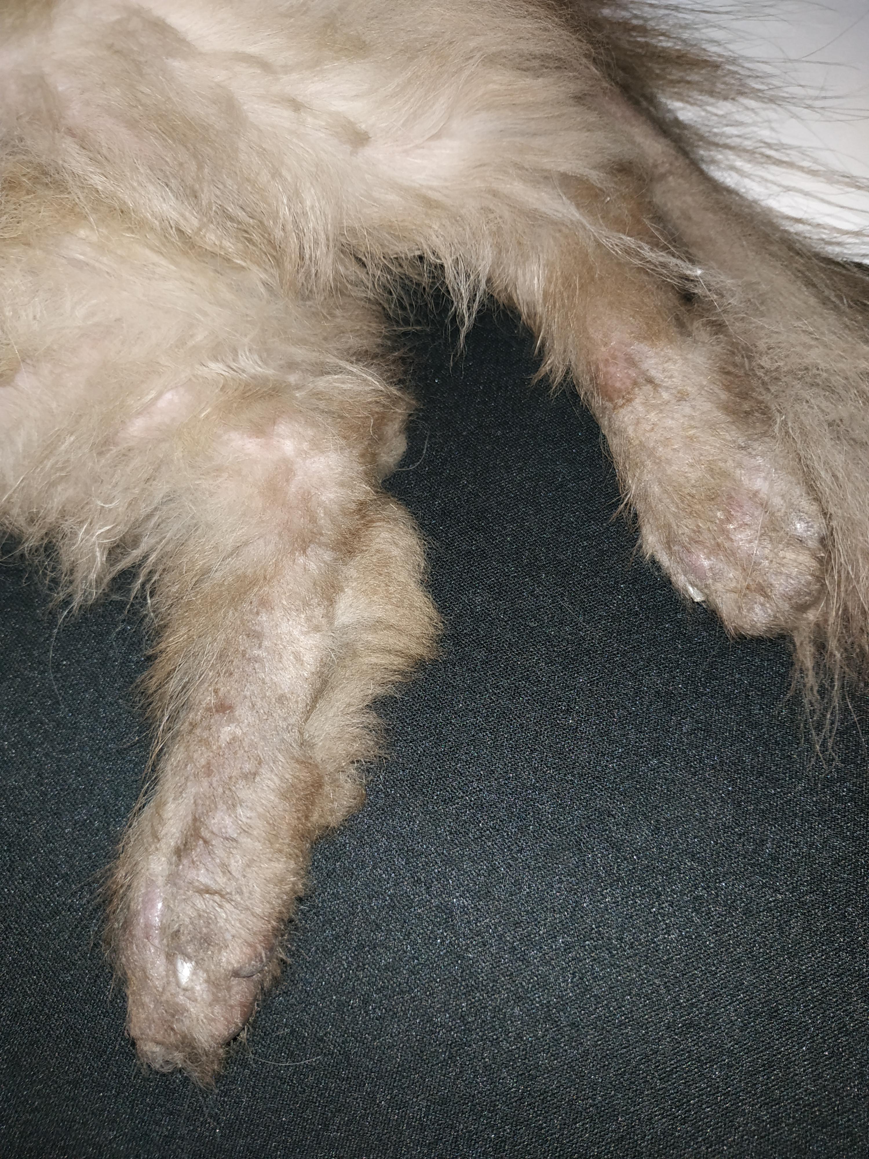 Hi vets of reddit! What is this flaky skin on my cat's feet and tail