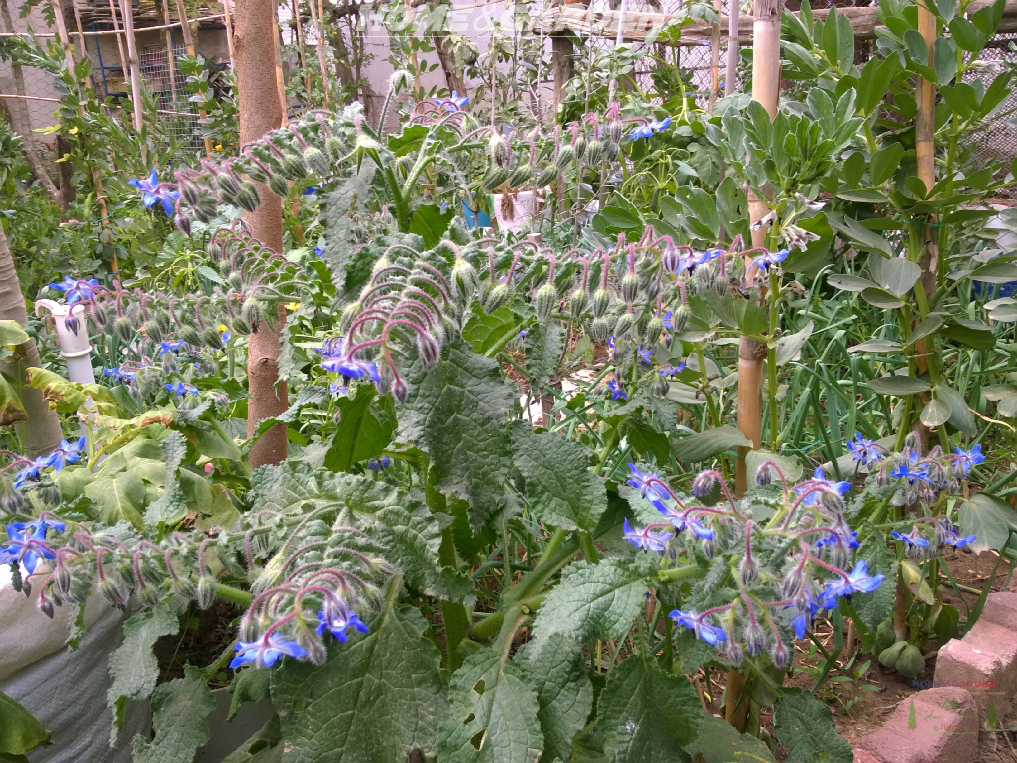 Growing borage (Borago officinalis) is so easy and it is a powerful