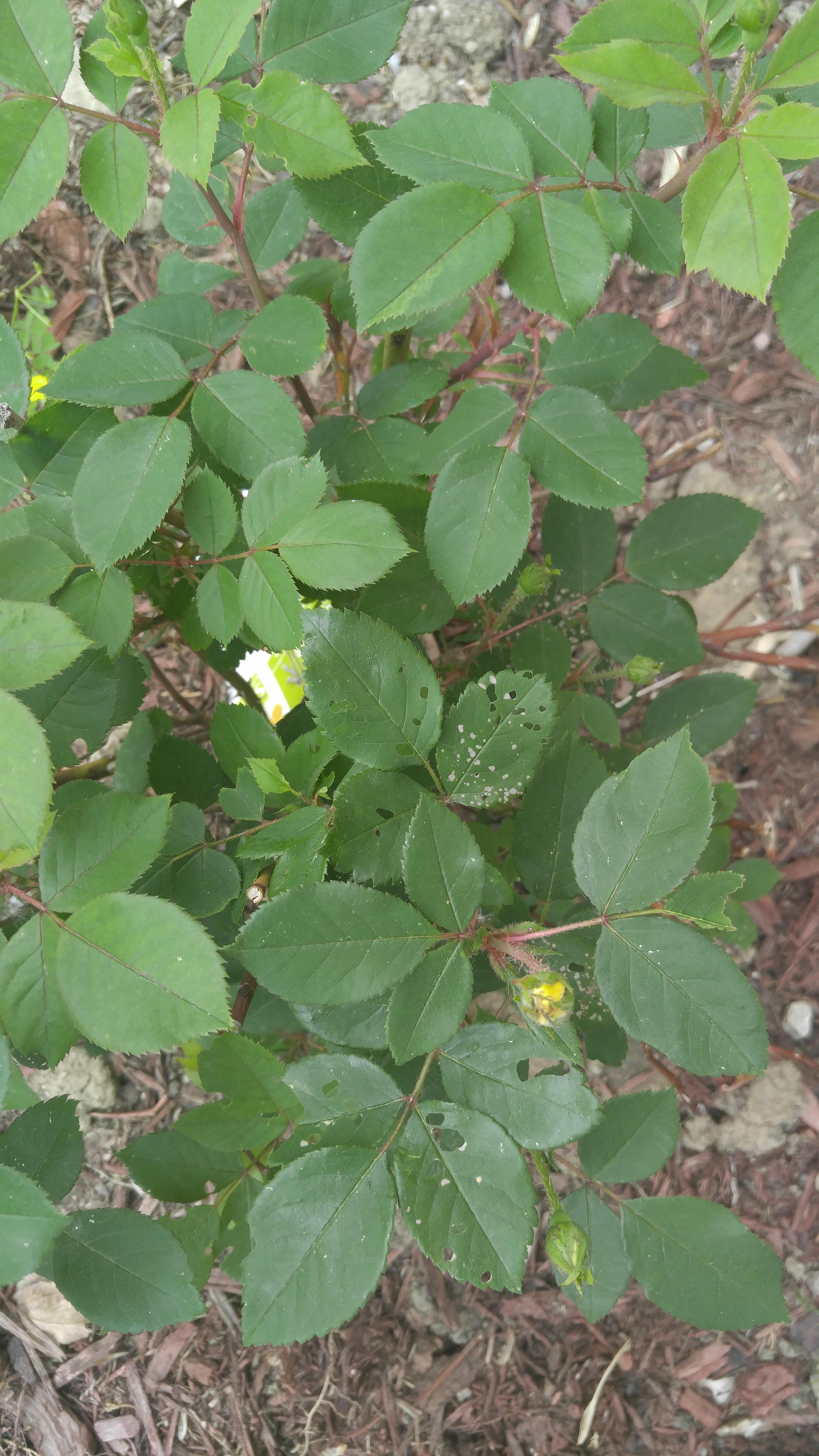 Bugs? Planted knock out roses 3 weeks ago. Ohio. These holes...are they