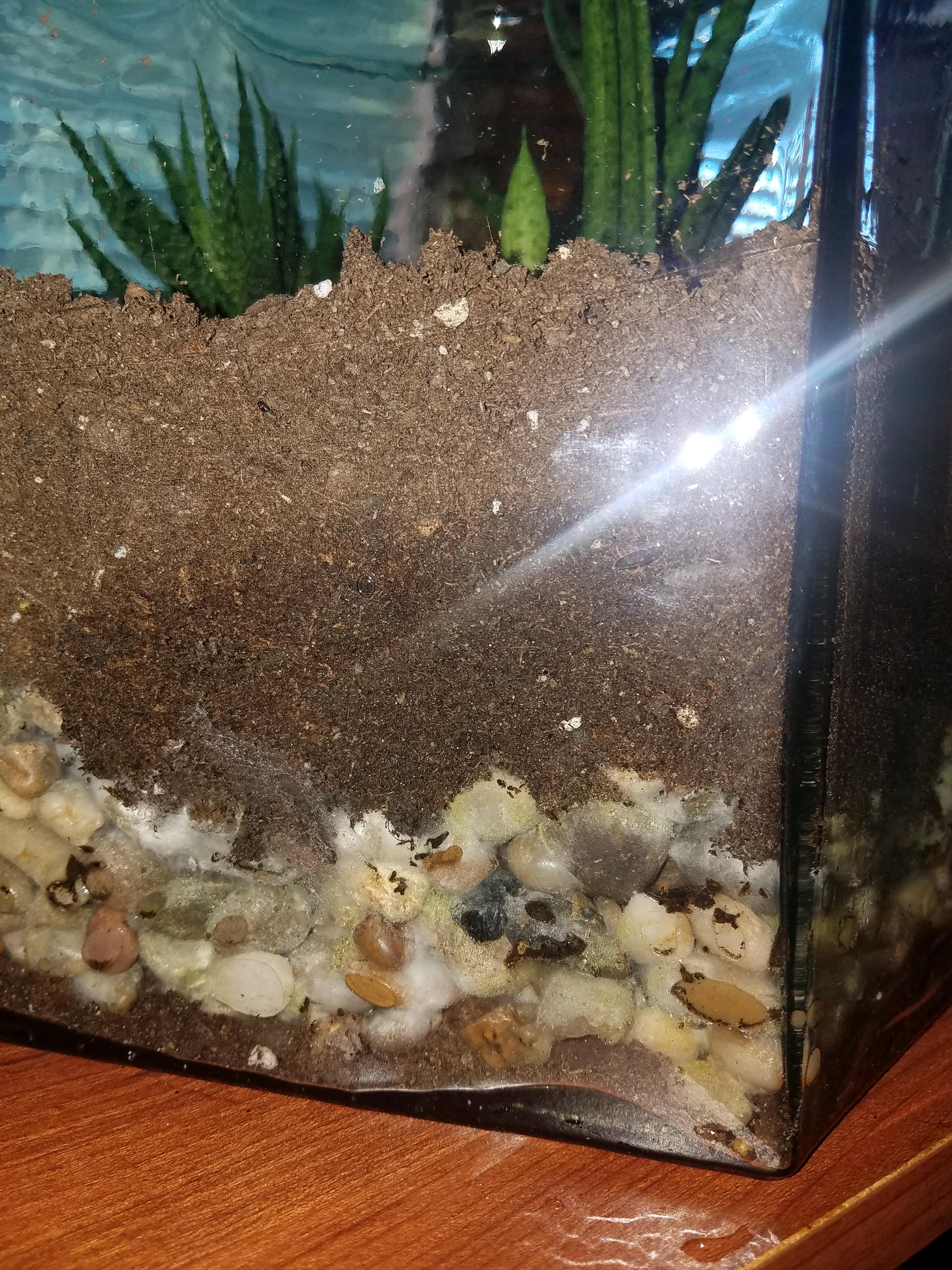 Mold in the bottom of this terrarium/ planter. I planted it knowing