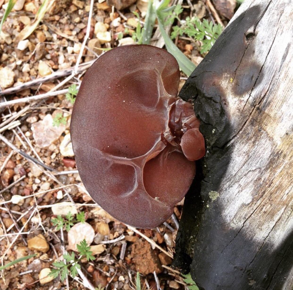 Wood ear mushroom found in central TX r/foraging