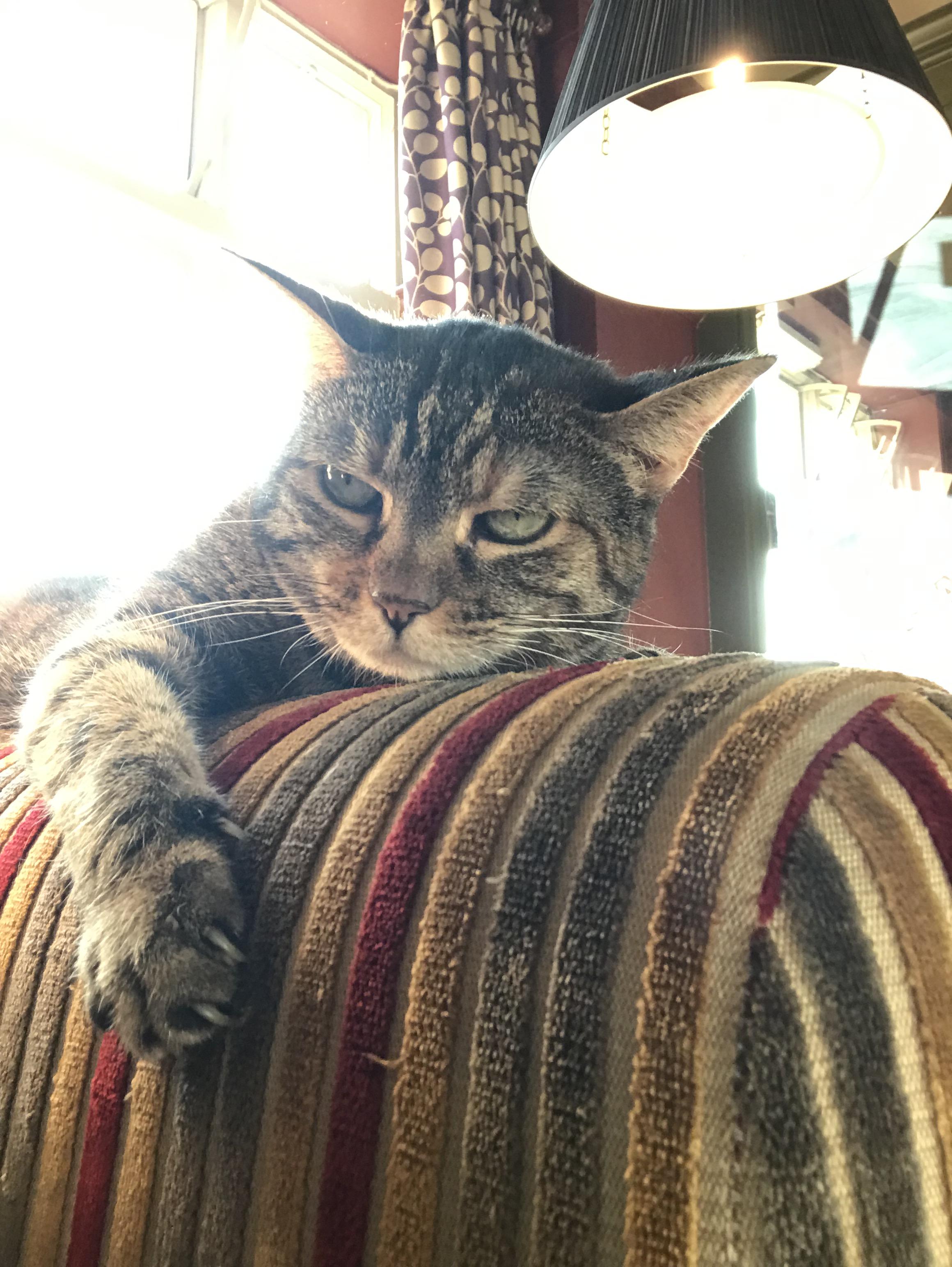 Scared my sisters cat will kill me cat