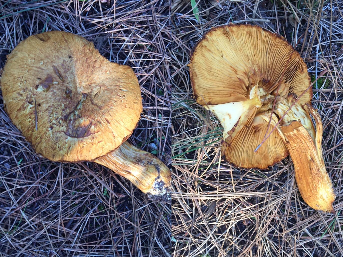 Found in Monterey, California. Any idea of what it could be? Was a