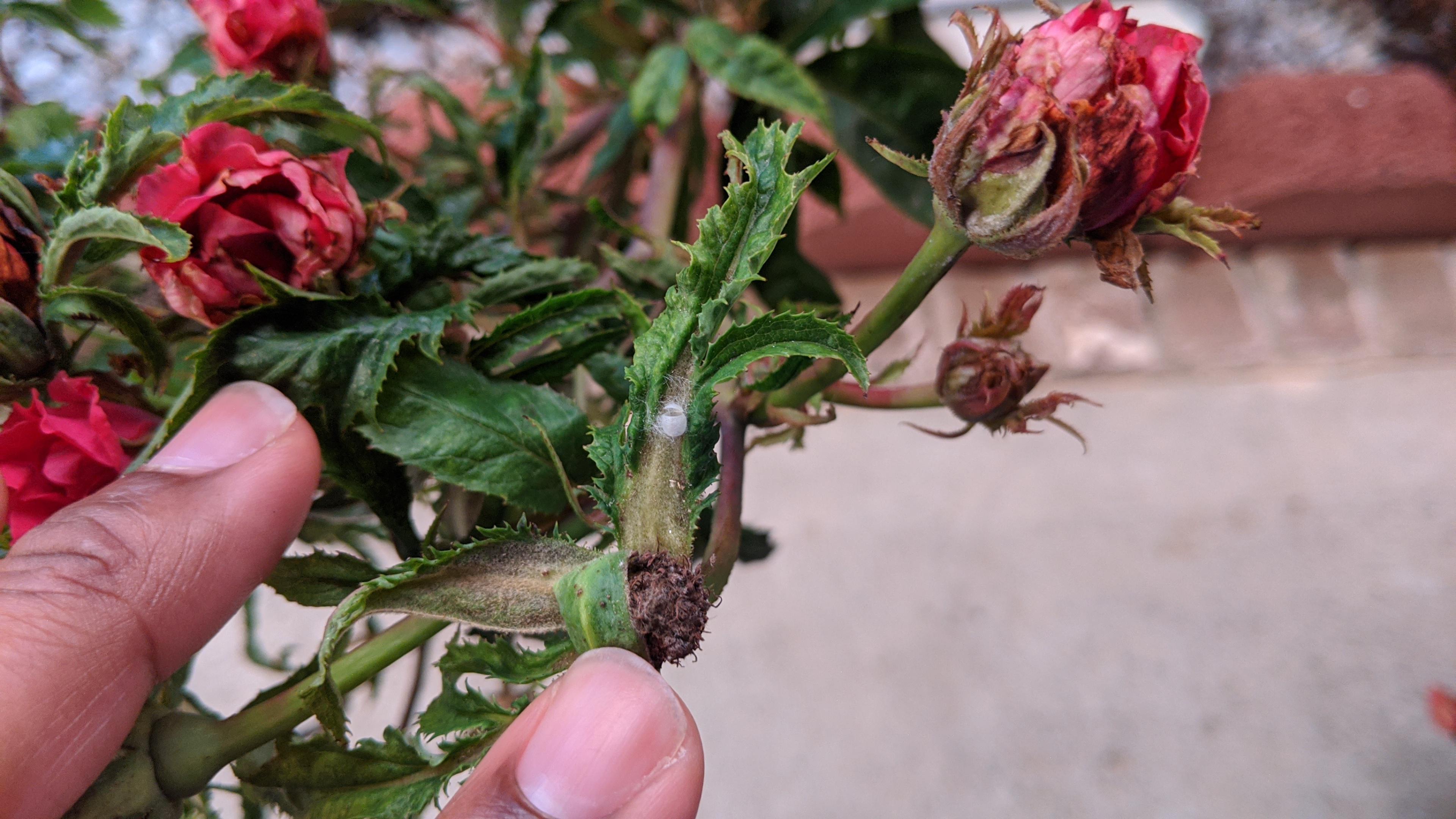 What ever crawled out of this cacoon sac is destroying my rose bush r