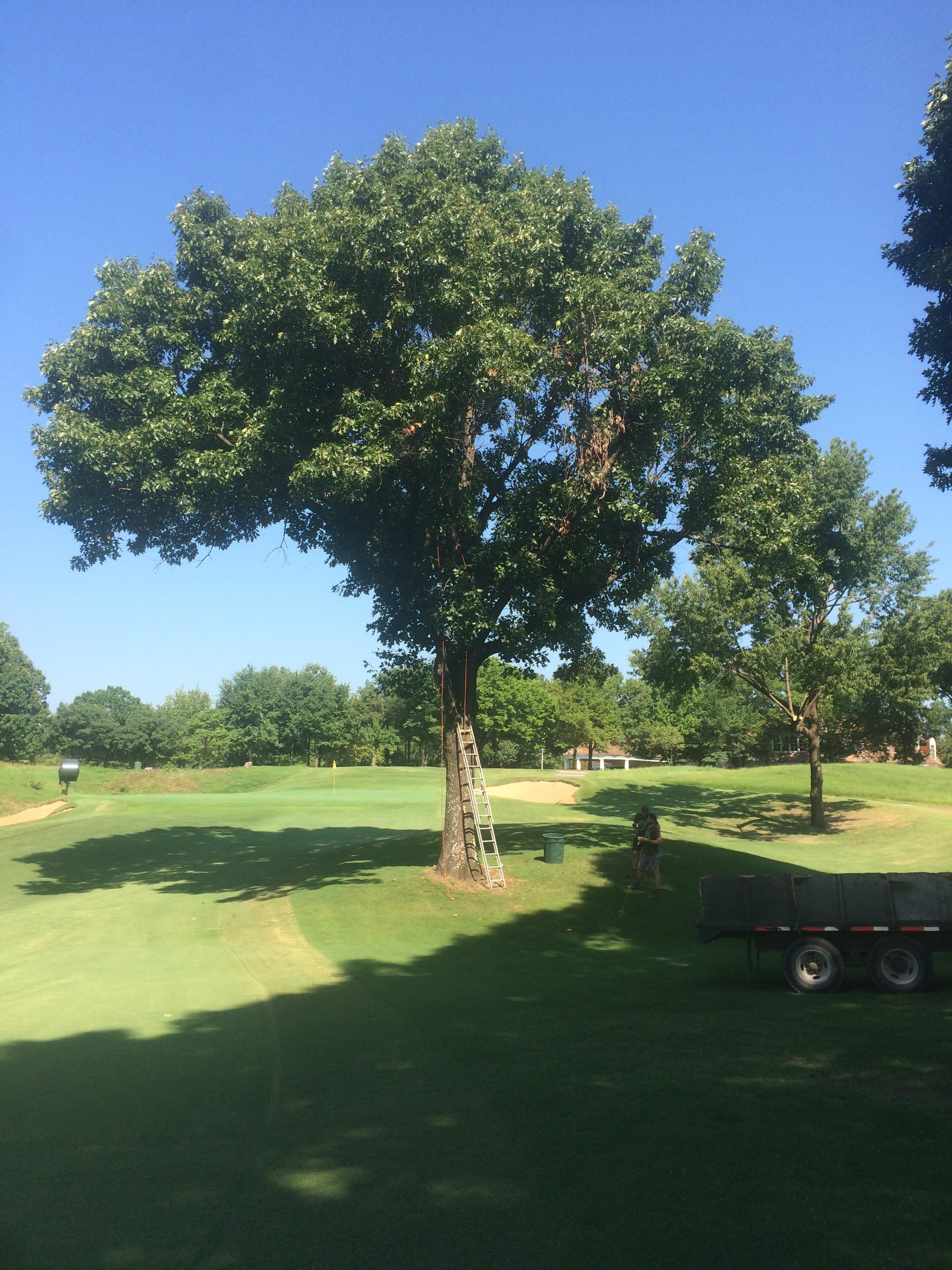 Working on this beautiful oak tree at Golf Club of Oklahoma today! I'll