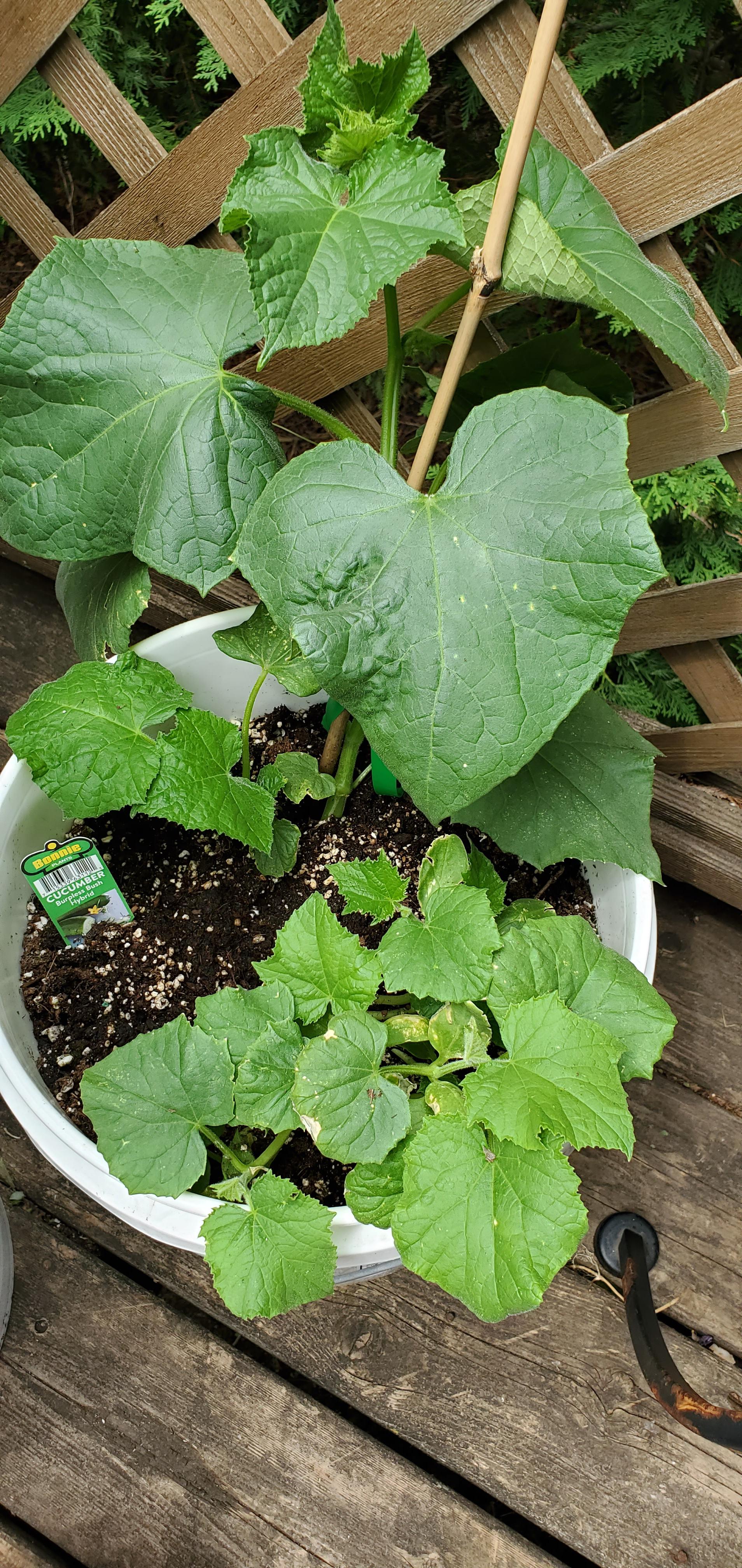 Is the smaller plant cucumbers or zucchini? I bought it unlabeled at