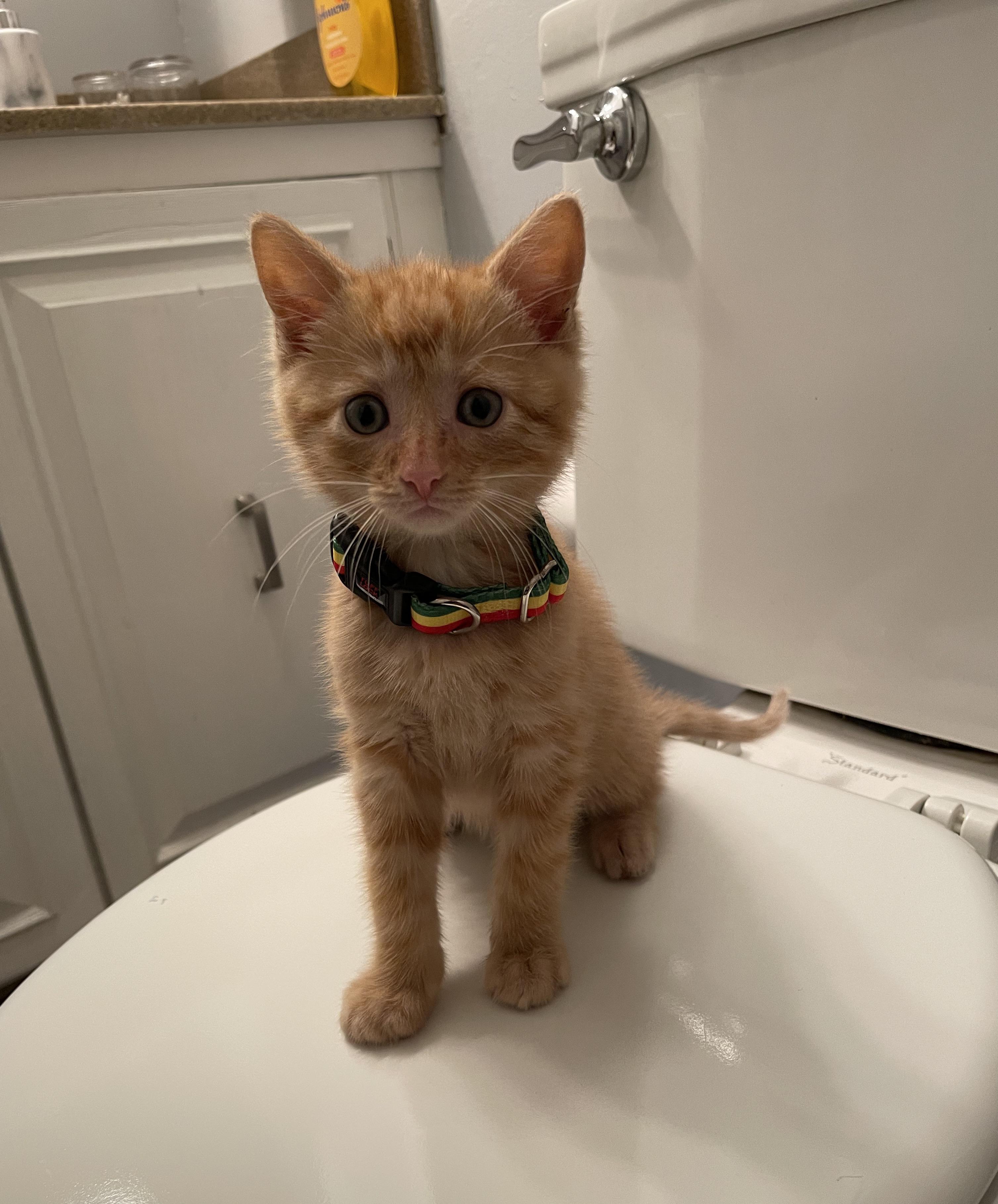 Found this guy while doing a plumbing job, meet Elvis! r/cats