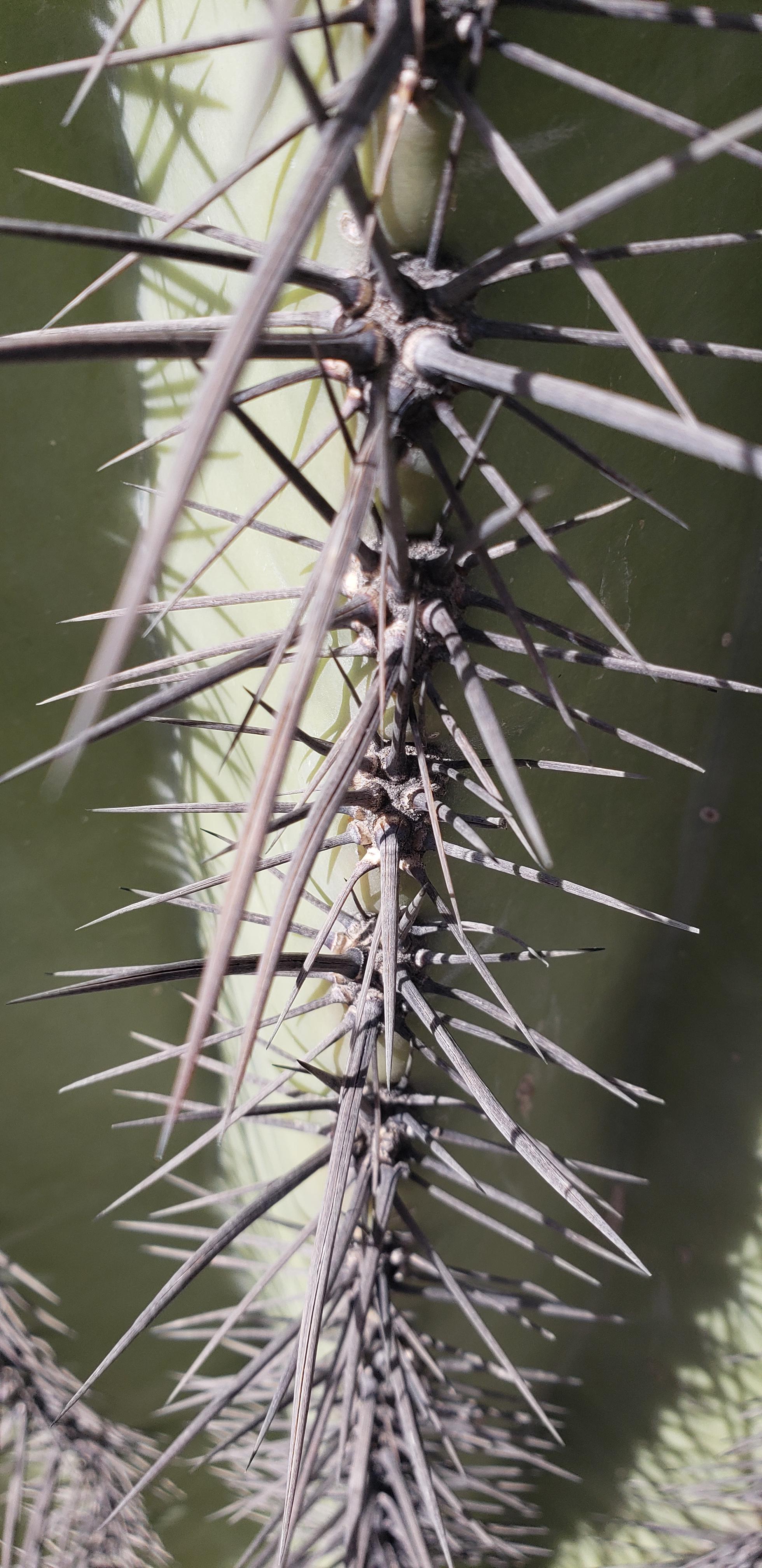 Cactus needles r/cactus