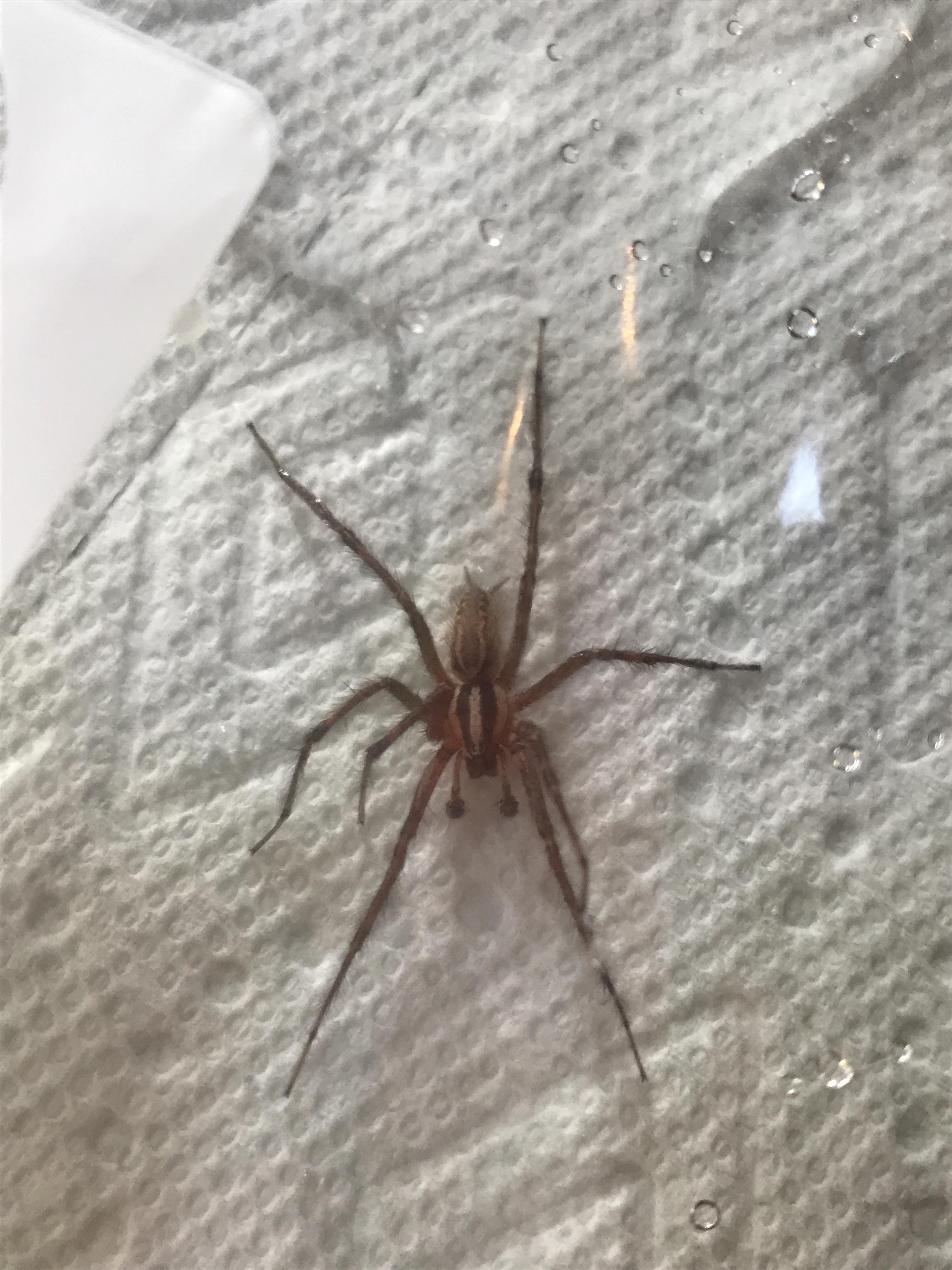 Found this spider in my toilet in KY. What kind is it?? About 2ish