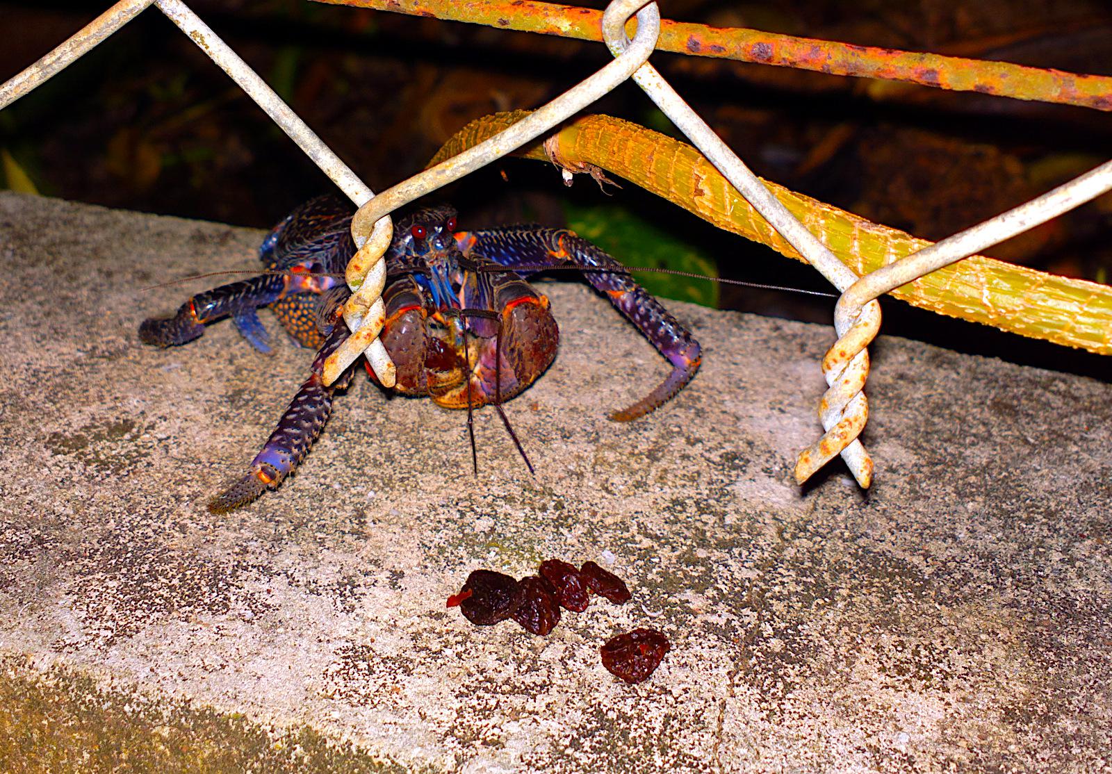 Endangered Baby Coconut Crab Eating Raisins for Henry MxRMods