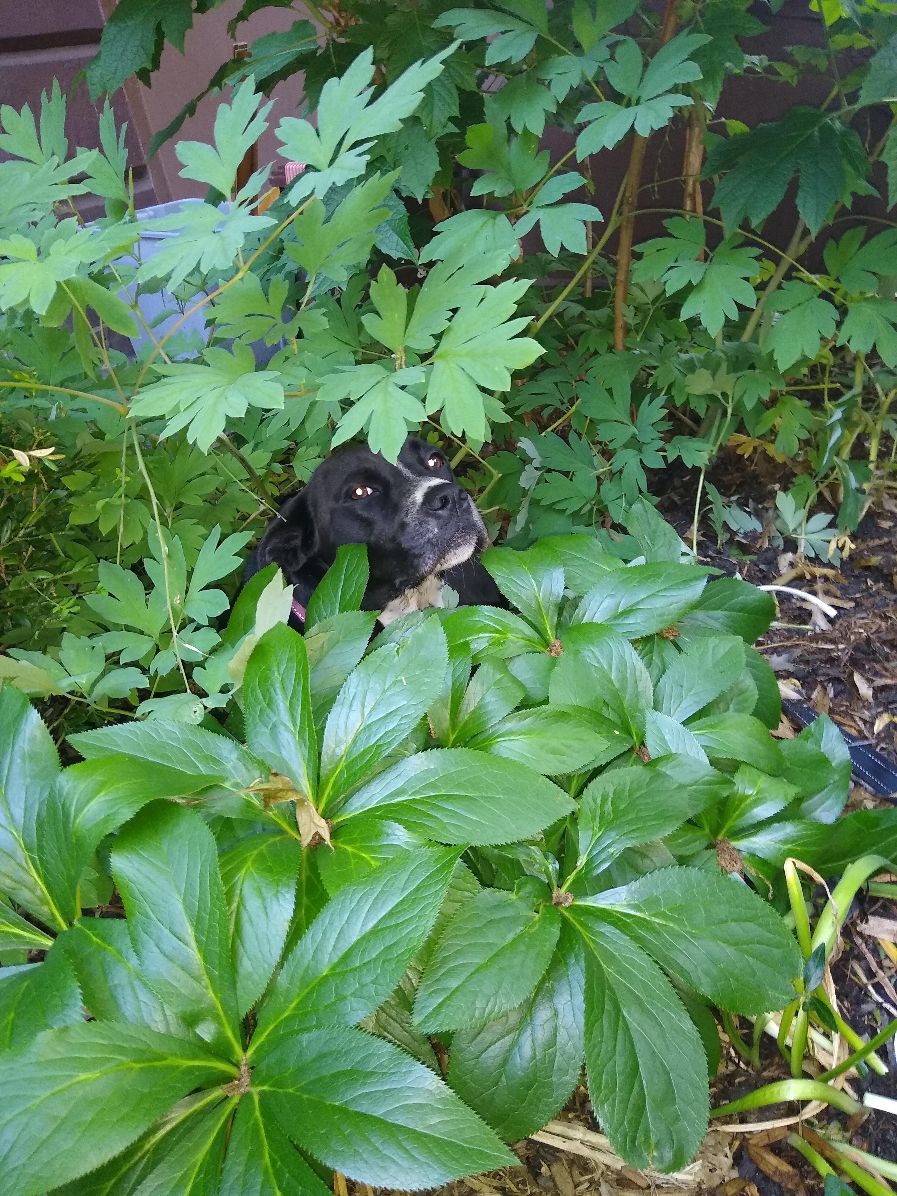 Best fly repellent for dogs? r/Adirondacks
