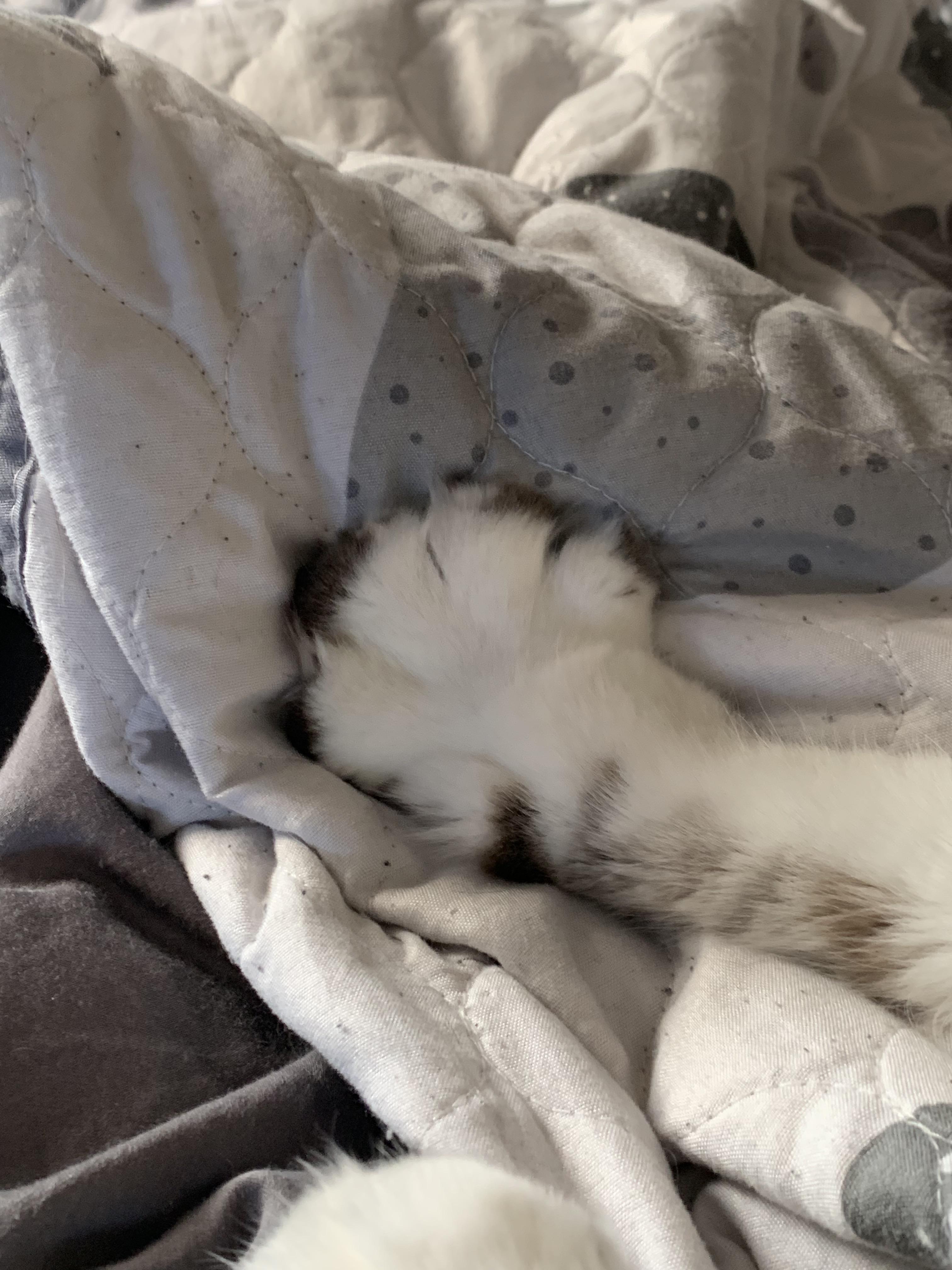Spread out making biscuits on my blanket r/catpaws
