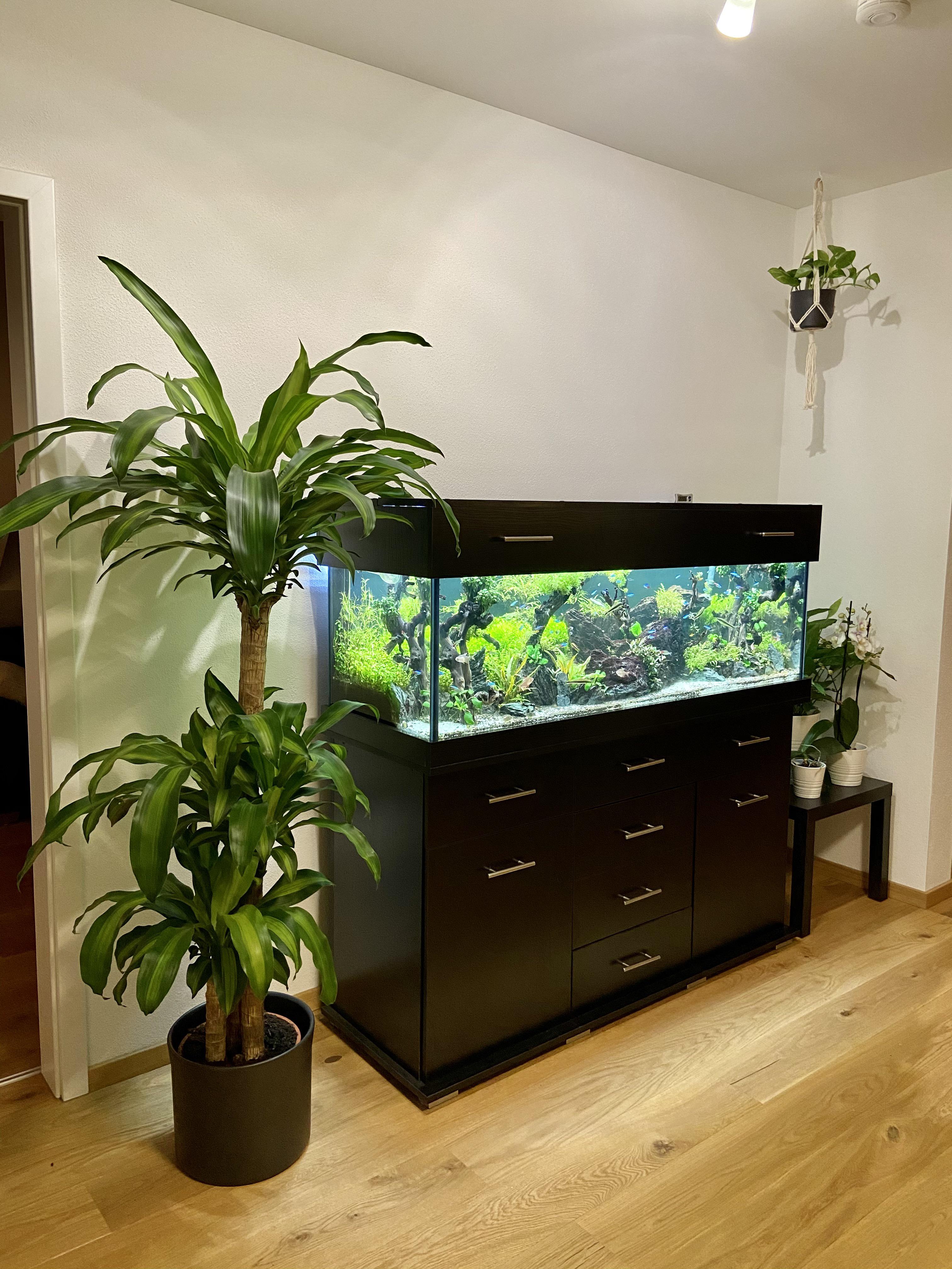 Green oasis in our apartment. r/Aquariums