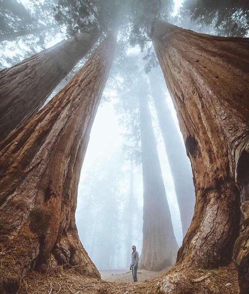 Standing next to a couple of Sequoiadendron giganteum (Giant Sequoia