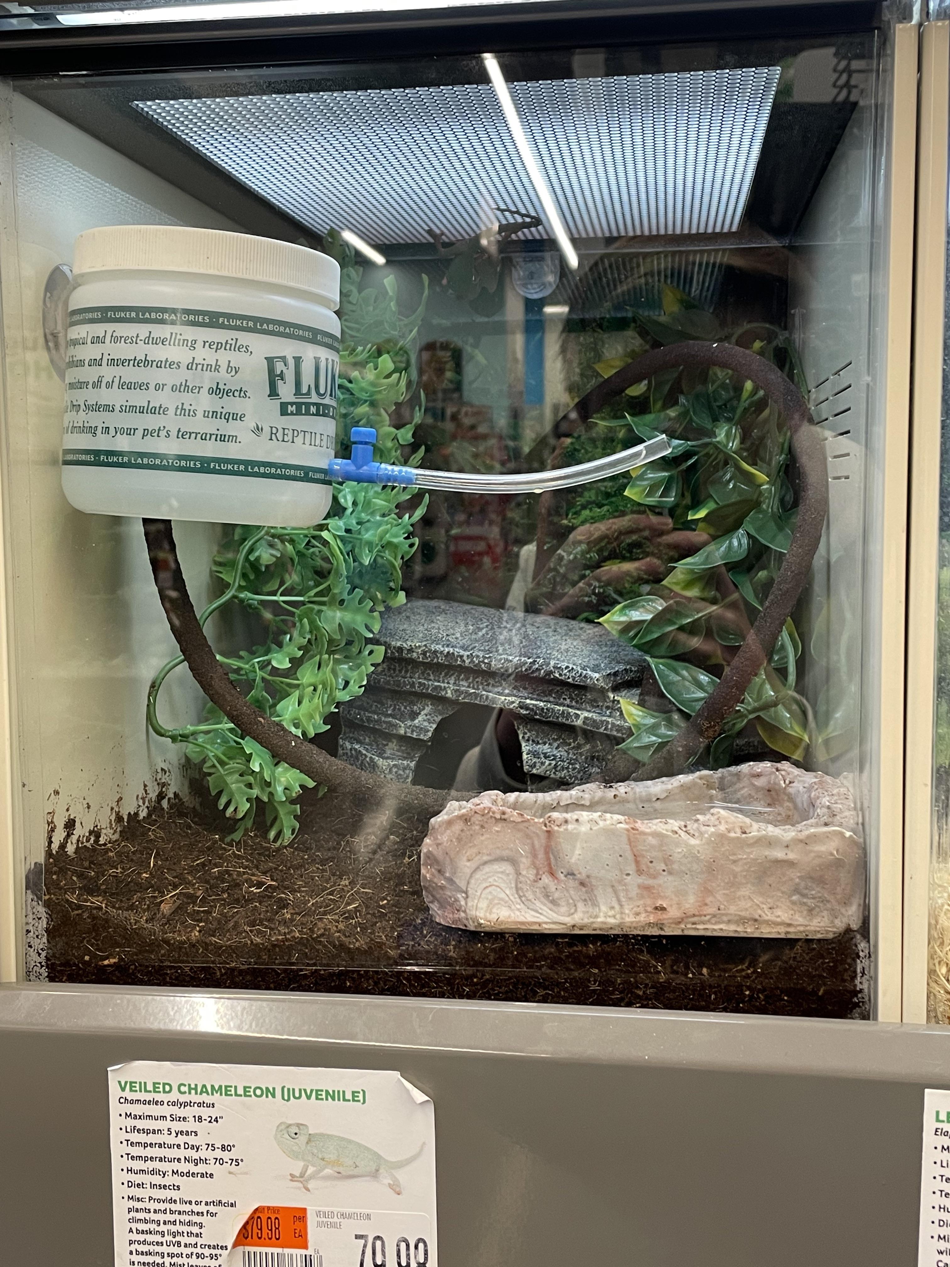 The pet store near where I live has killed multiple chameleons in the