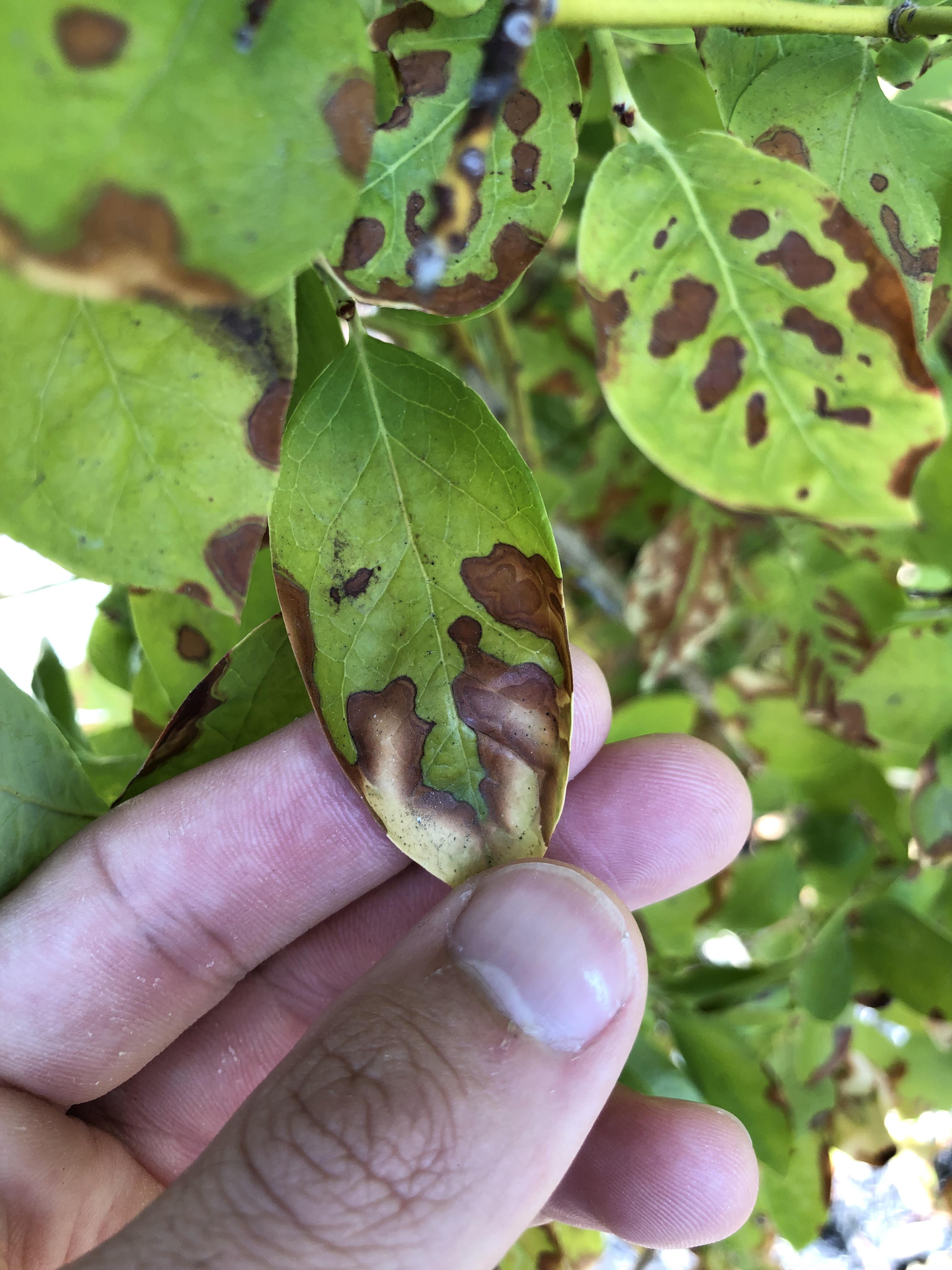 Is this rust on my blueberry bush? Any treatment New