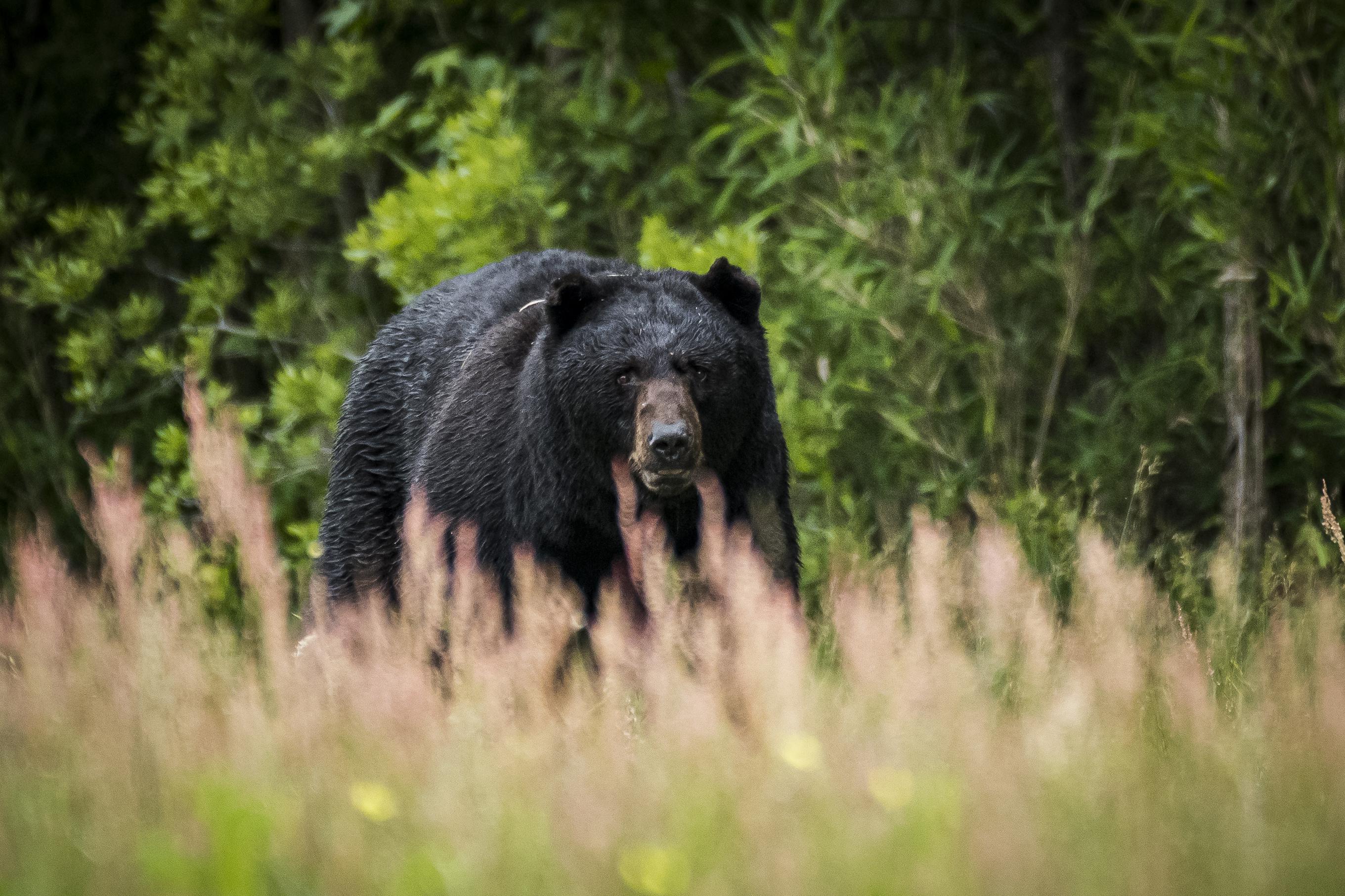 Large North Carolina Coastal Plains Black Bear r/wildlifephotography