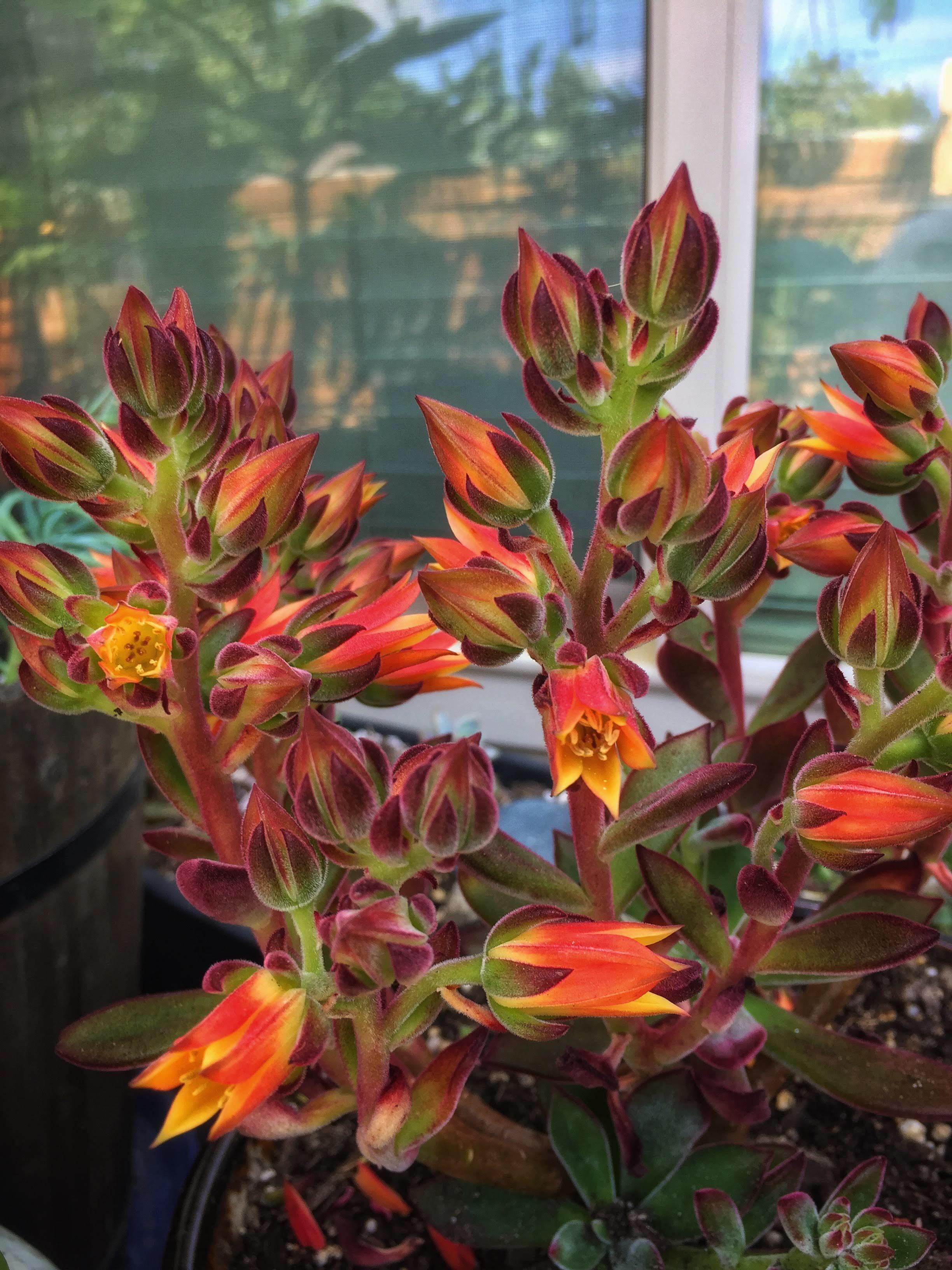 Echeveria pulvinata ‘red velvet’ one of my favorites for its striking