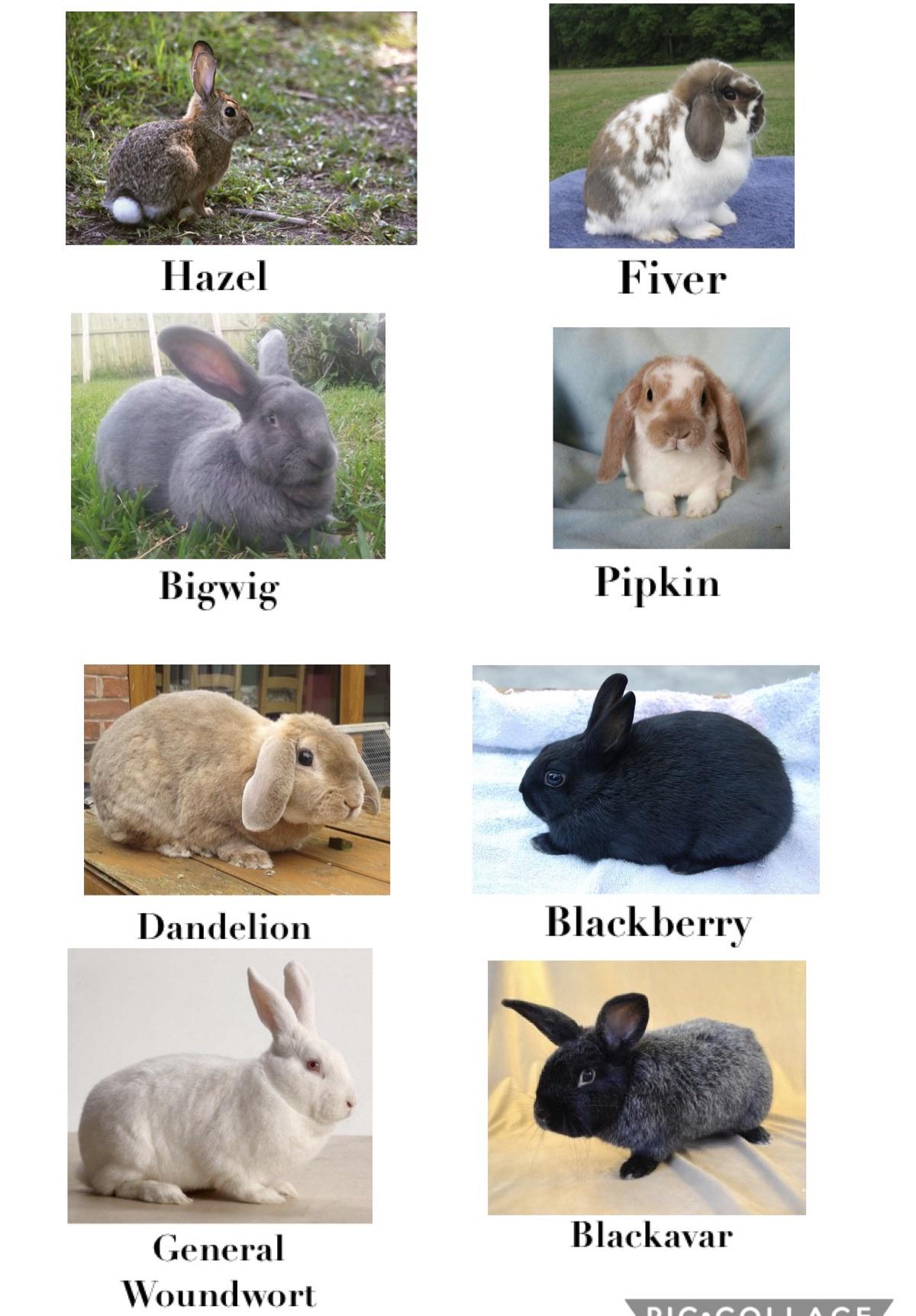 How I imagined each of the characters in Watership Down r/watershipdown