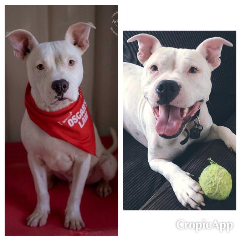 Before and after of Oscar the ratbag. He was one day from being