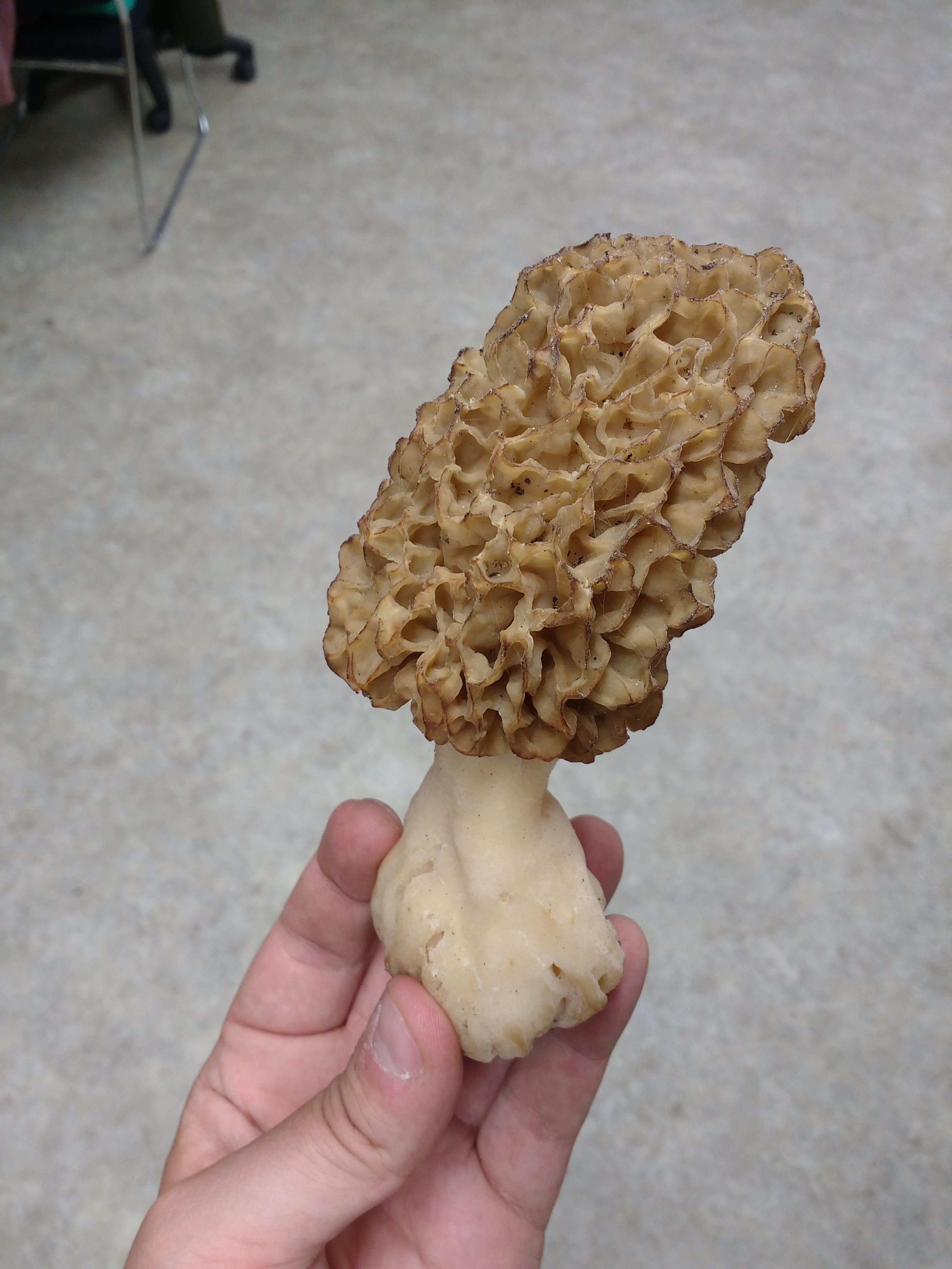 "Blonde" Morel Mushroom. I always thought they looked brainlike. r/pics