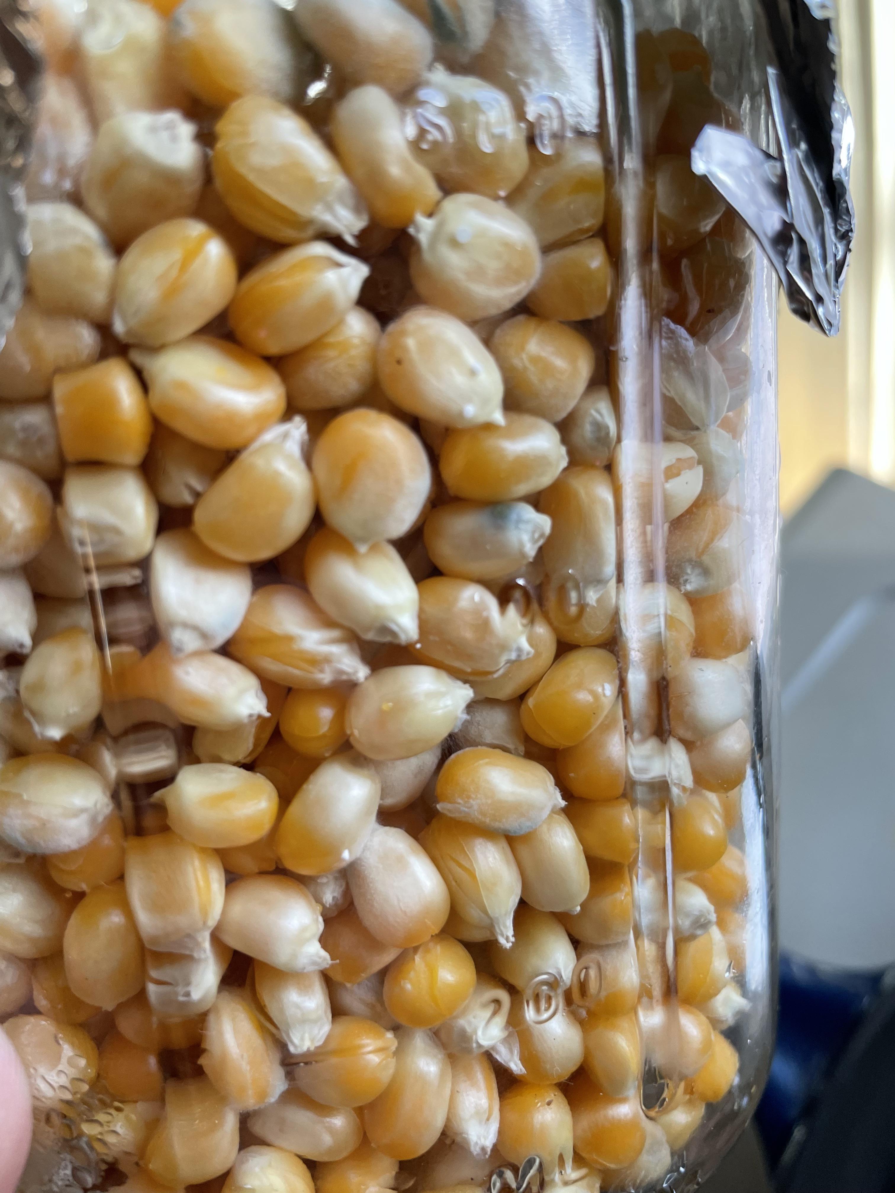 Boiled and jared this popcorn last week, ran out of time to pressure cook them. I noticed there