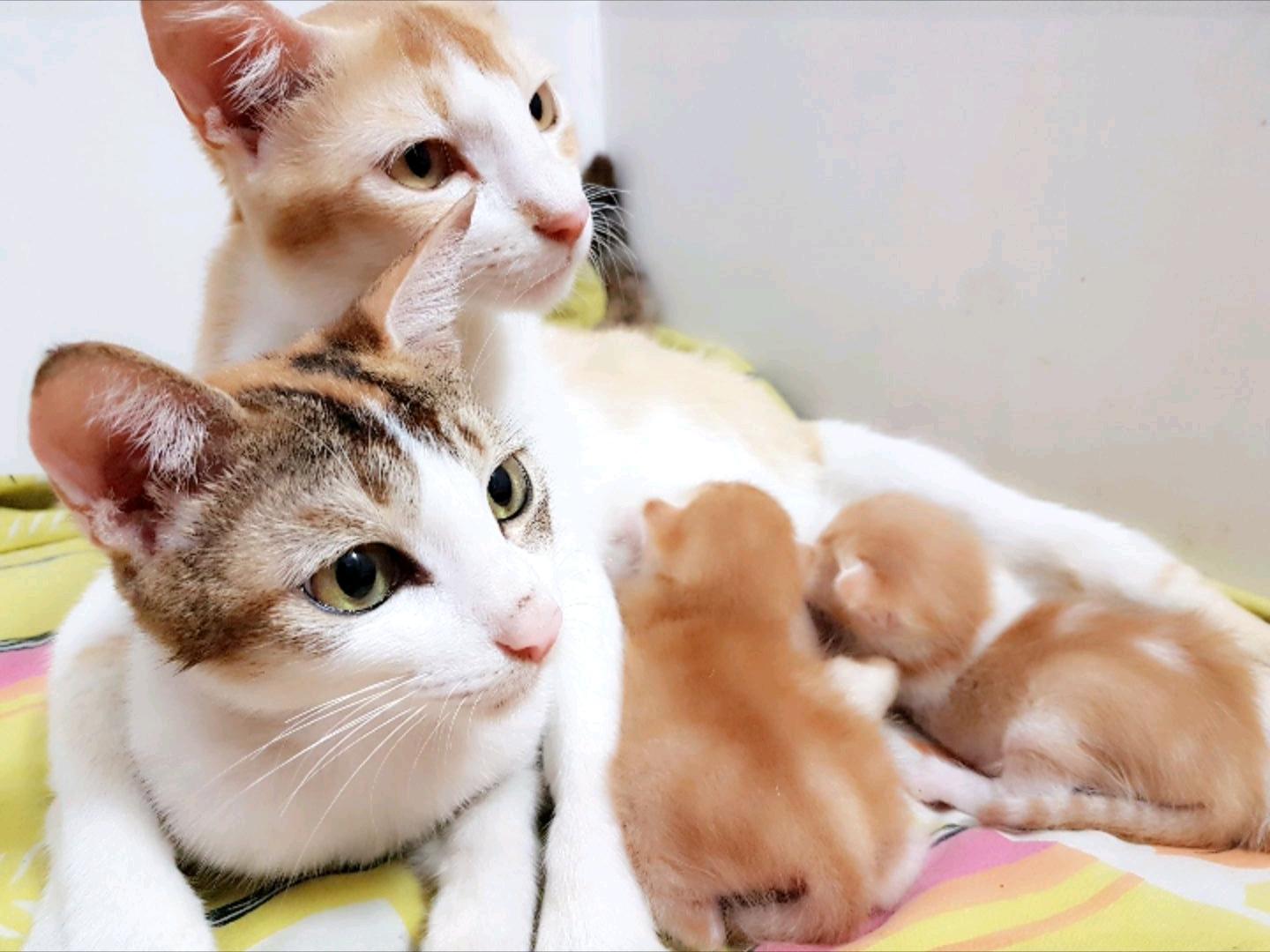 Momma cat with her 2 newborns and eldest daughter. r/aww