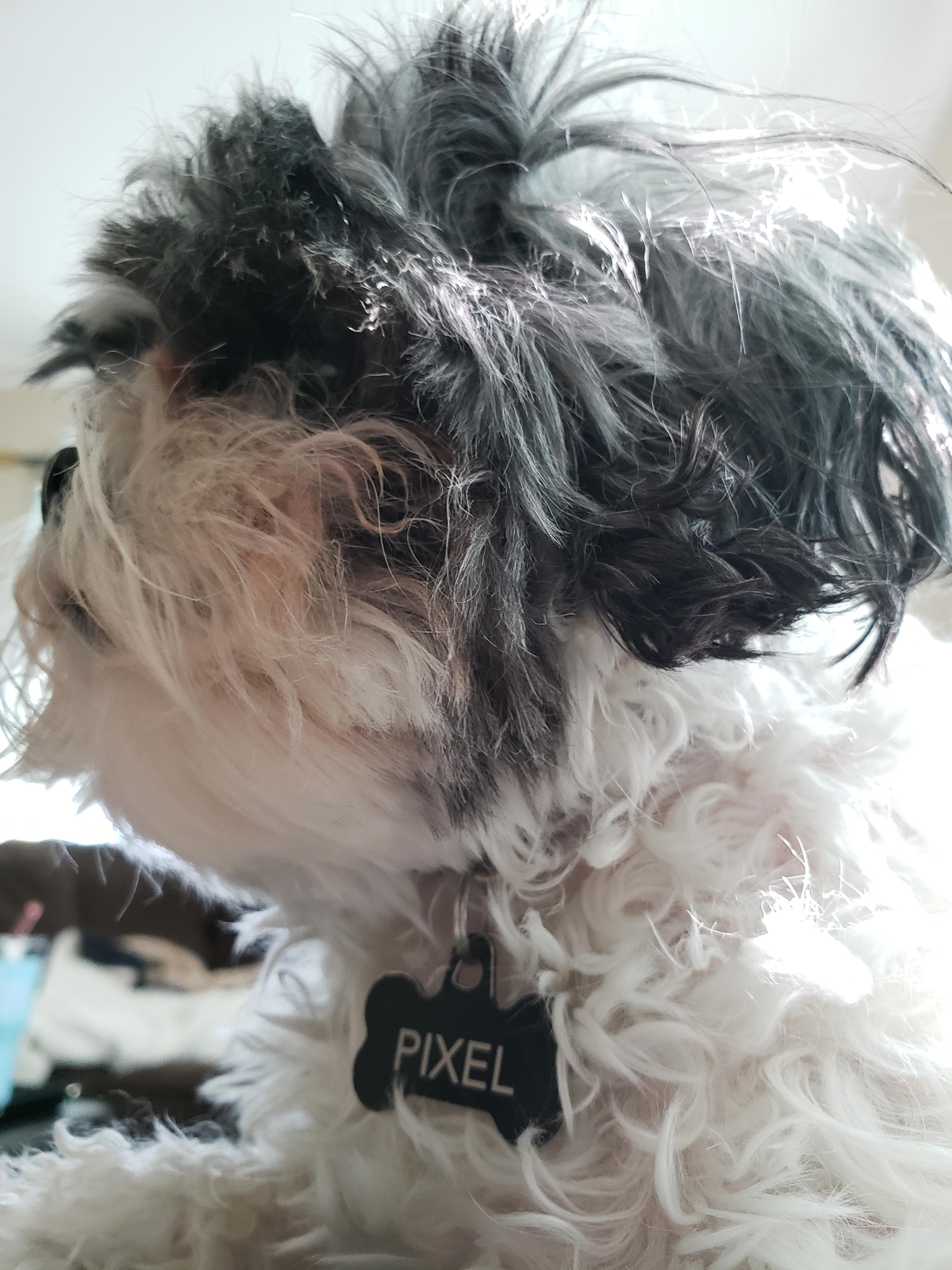 I slept on the couch last night, and woke up to this. r/DOG