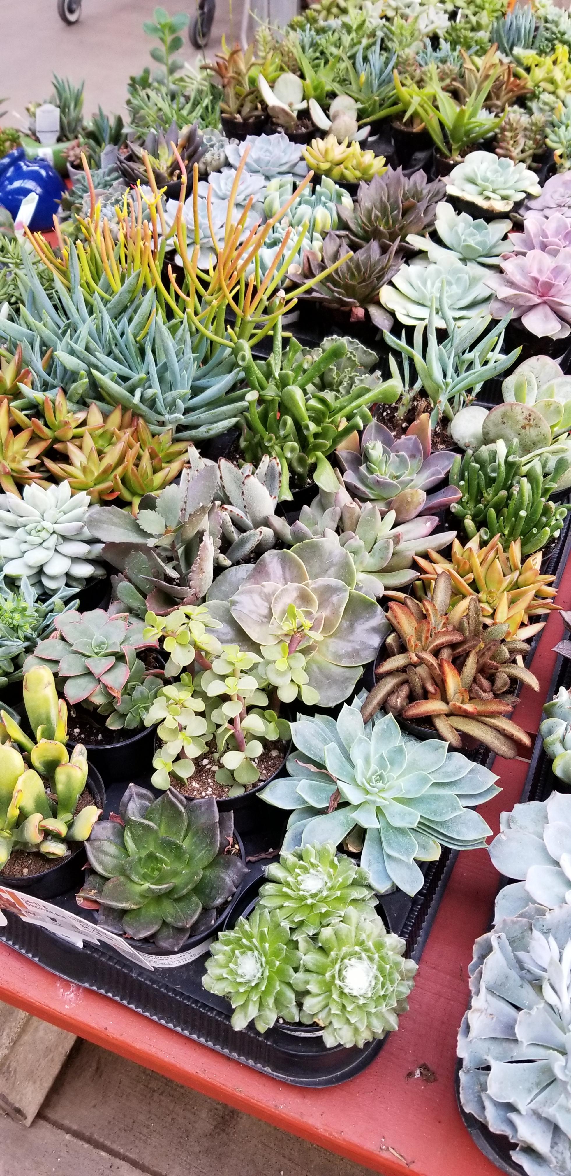 The succulents at our local Home Depot. r/succulents