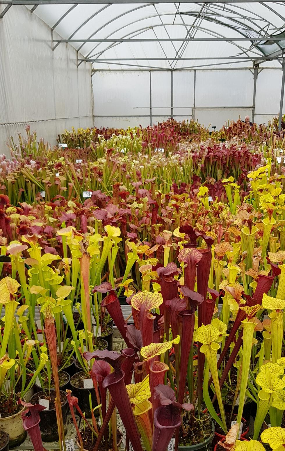 Triffid Park in Somerville is having their annual nursery open day this