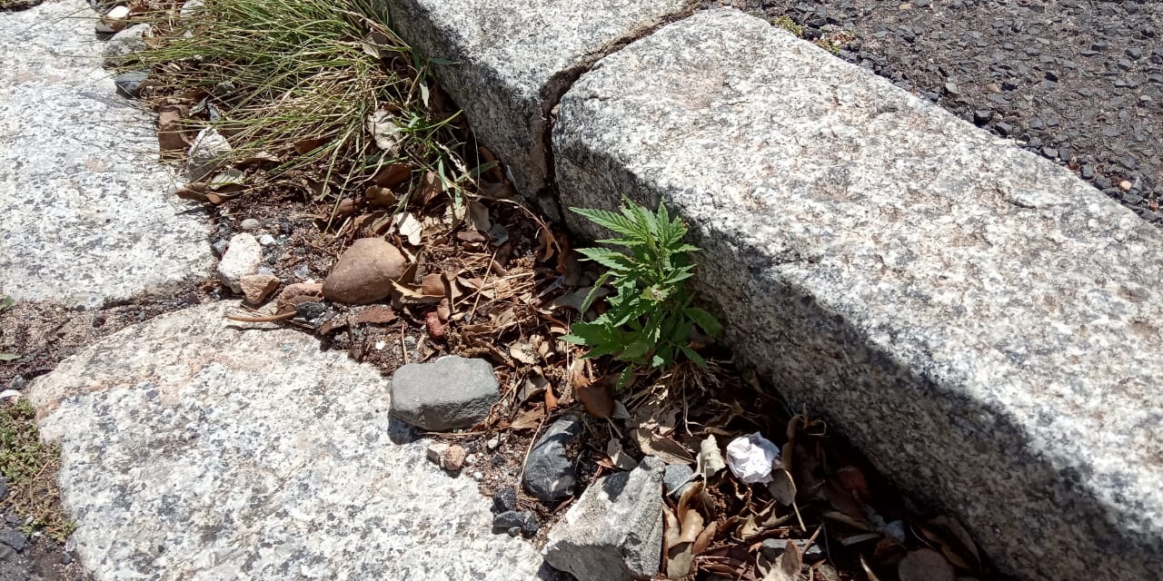 herb on the curb r/southafrica
