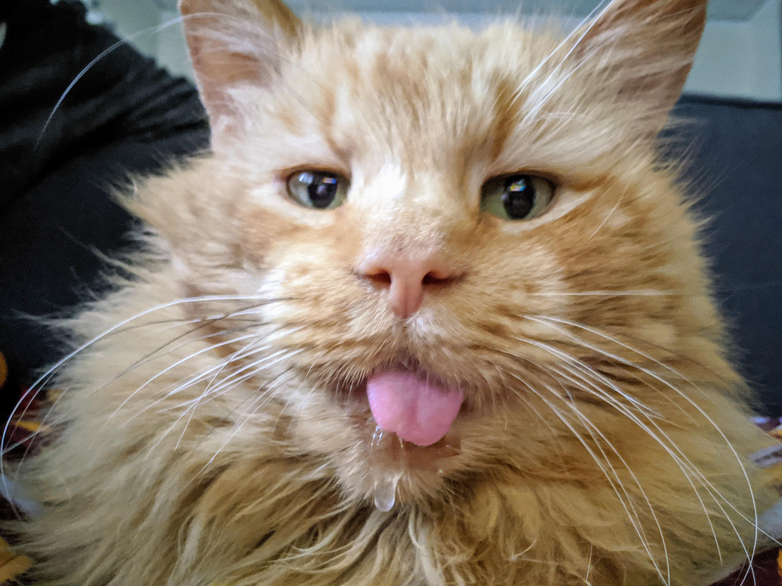 The cat we are fostering is missing some teeth which makes his tongue