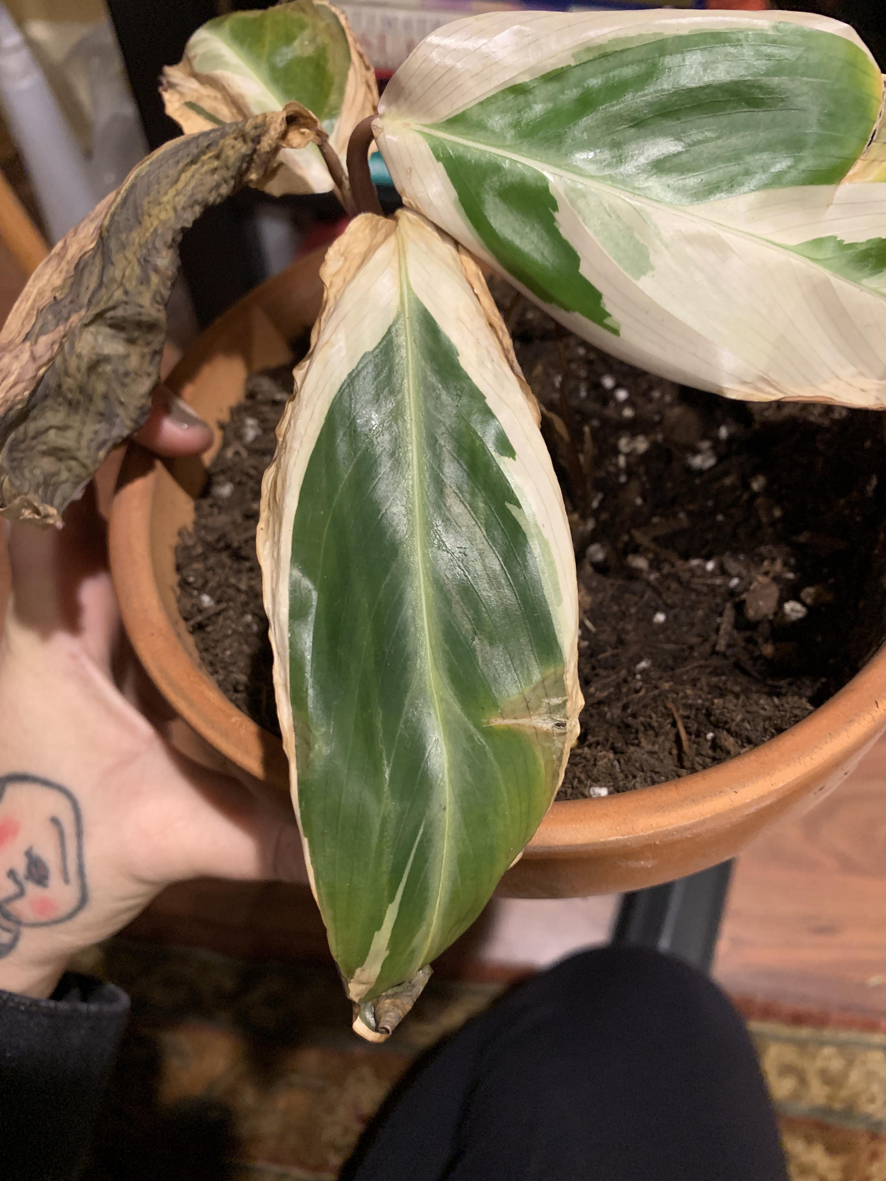 Got this prayer plant not healthy and it looks like I’m not doing well