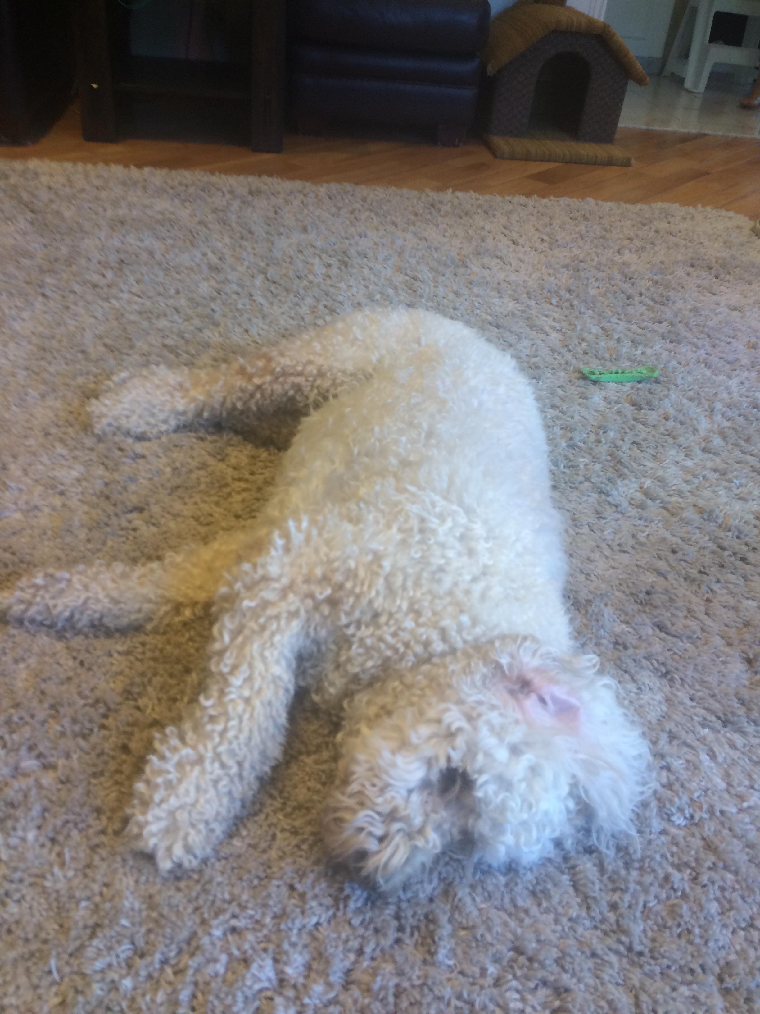 Fat golden doodle melting into carpet to achieve true flatness flatpuppy