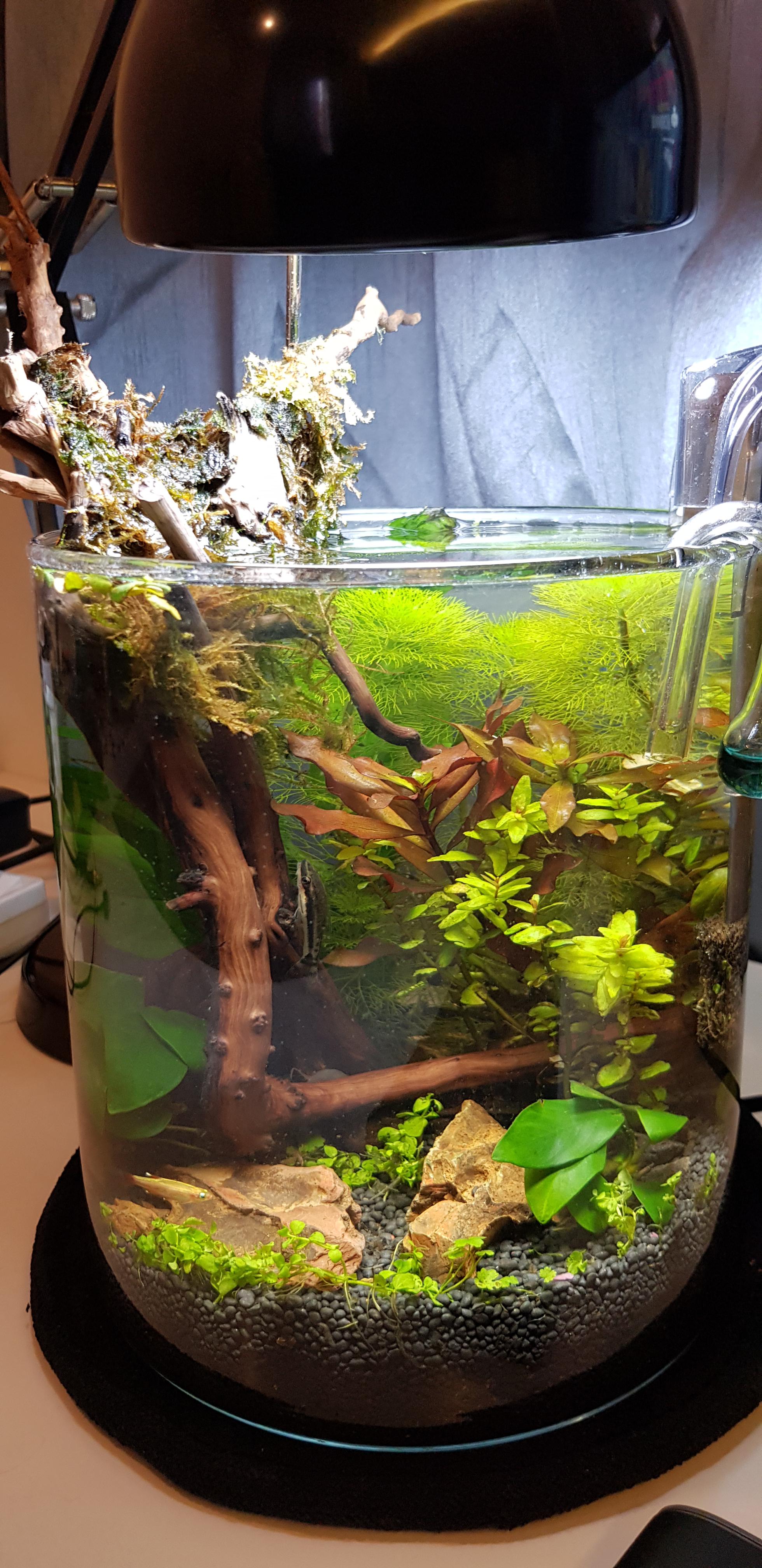 Ultra LowTech Desk Tank r/Aquascape