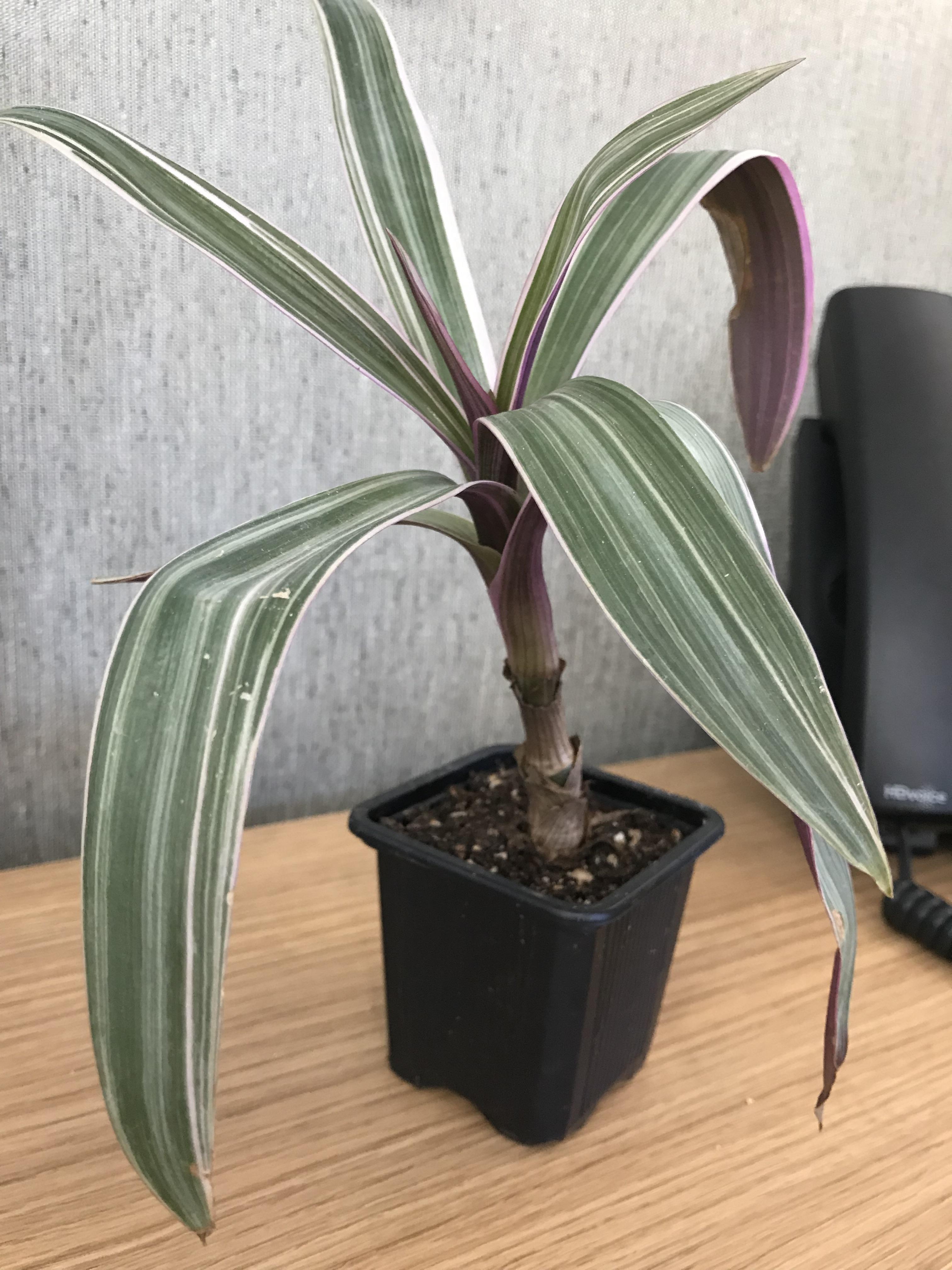Houseplant With Dark Green Leaves And Purple Underside bmpwilly