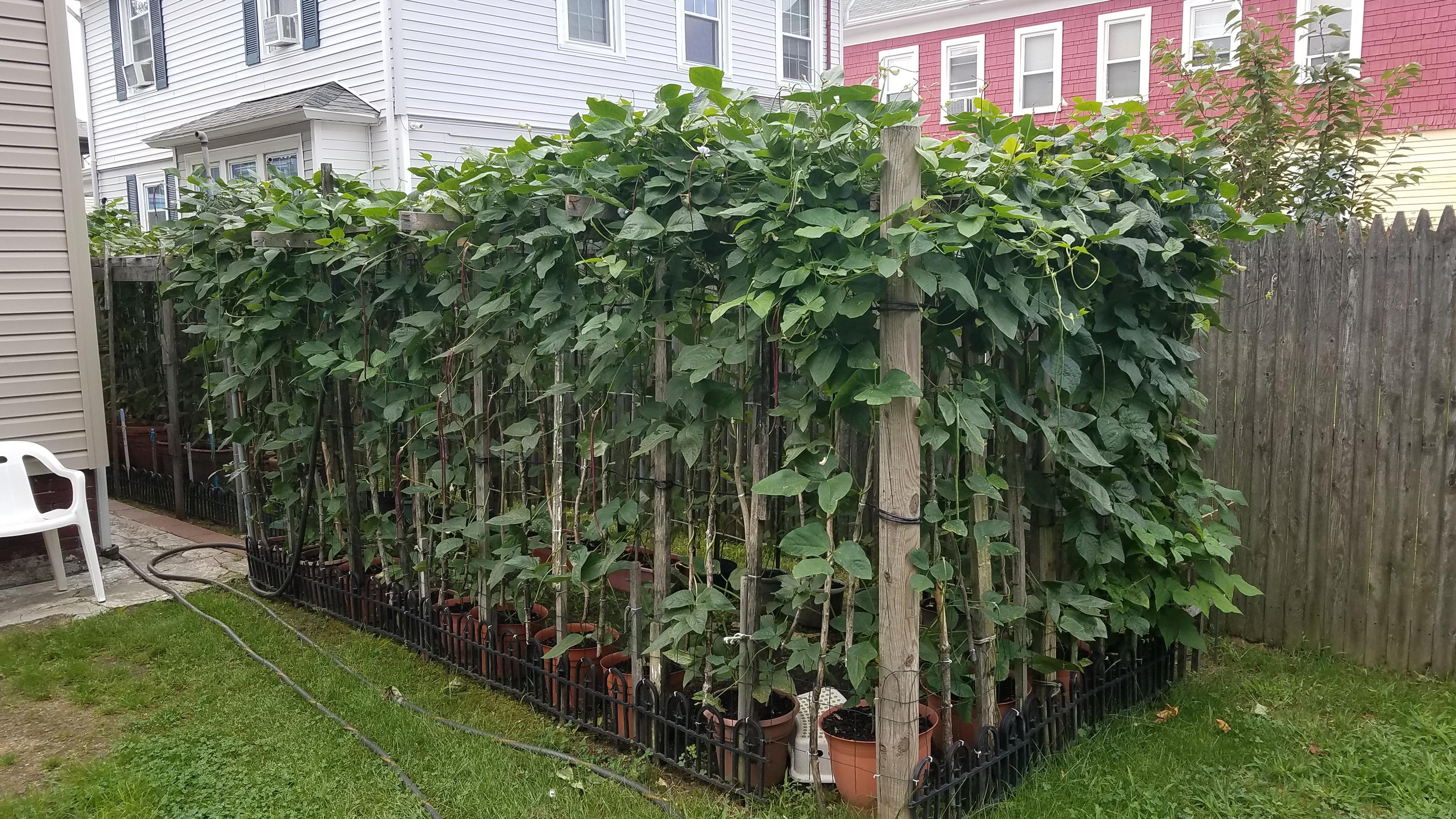 My father in law's trellis garden growing long beans. r/gardening